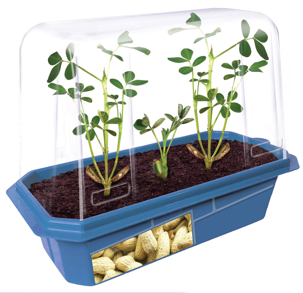 Grow Your Own Peanuts Sprouter Terrarium product image 2