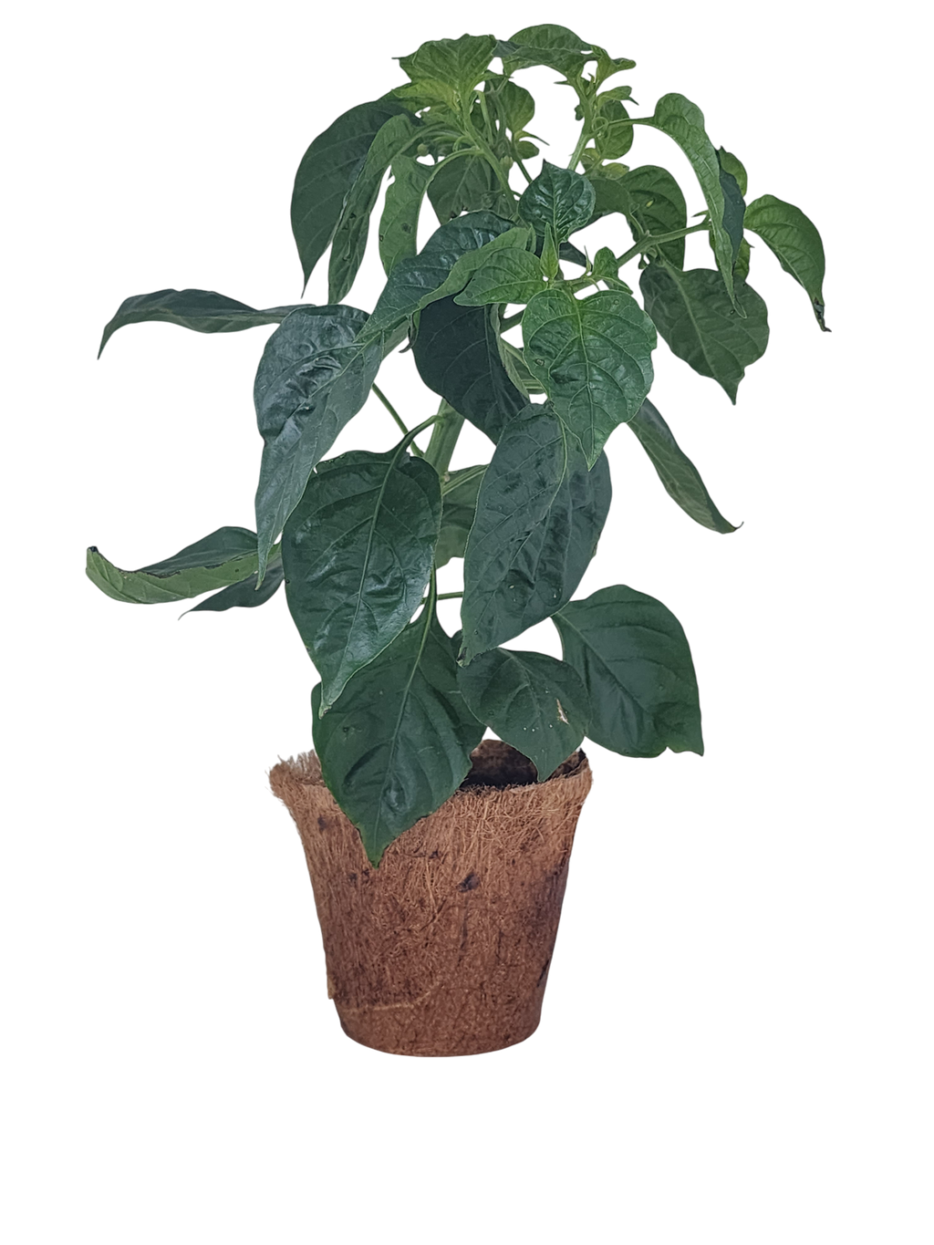 Hot Peppers Plant-It-Starters - Multipack of 4 product image 4
