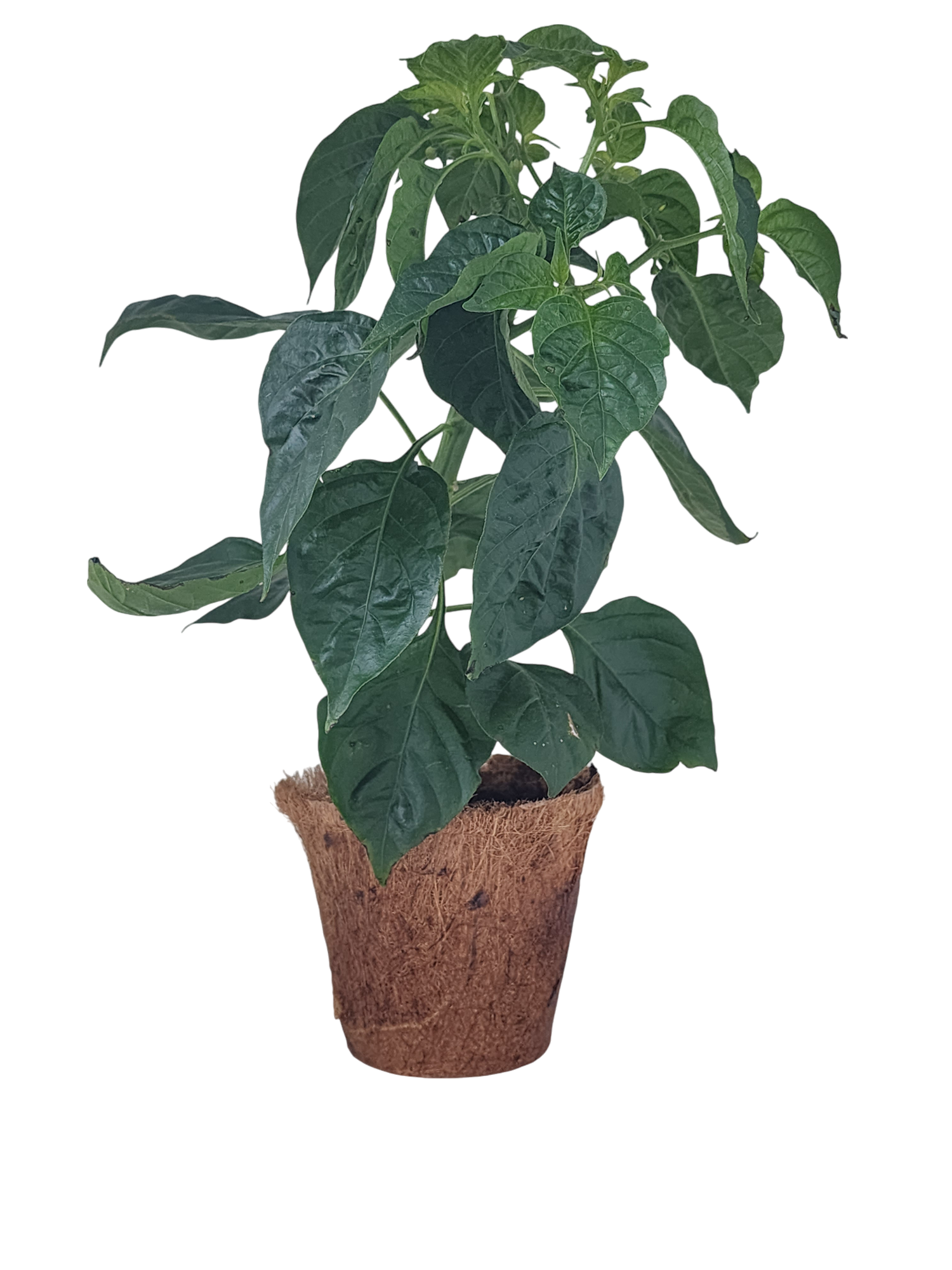 Hot Peppers Plant-It-Starters - Multipack of 4 product image 4