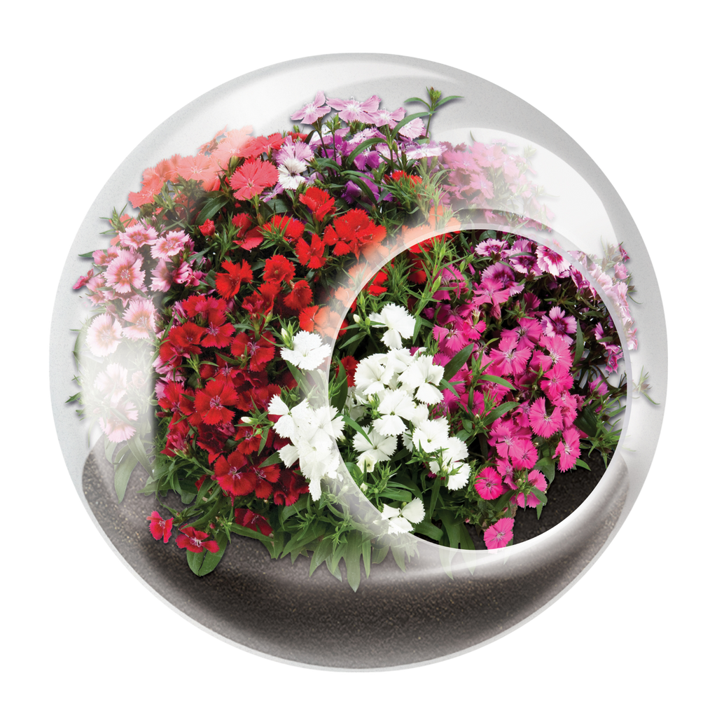 Flowering Tiny Terrariums Bundle - 1 each of 6 Varieties — product image 3