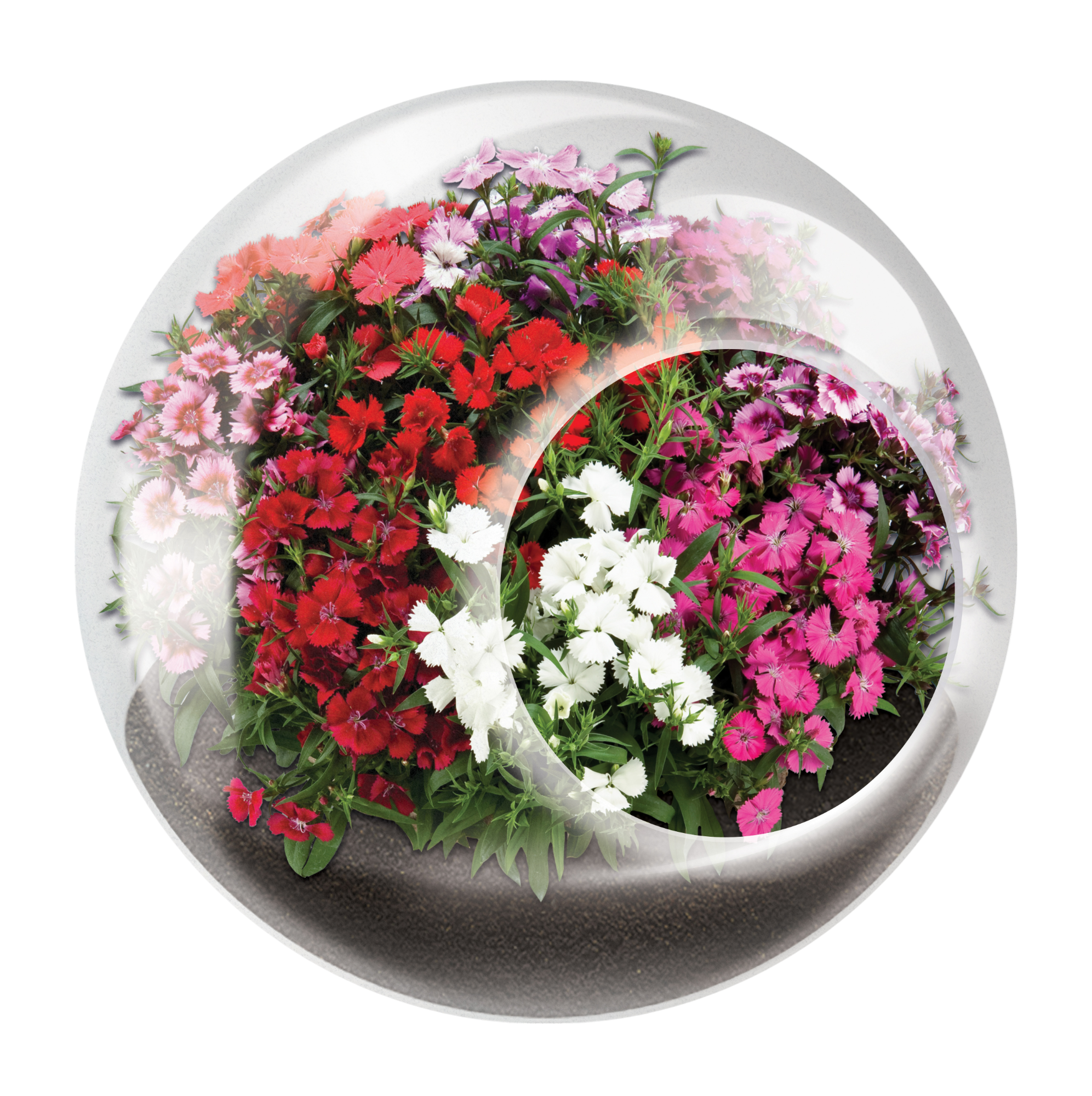 Flowering Tiny Terrariums Bundle - 1 each of 6 Varieties — product image 3