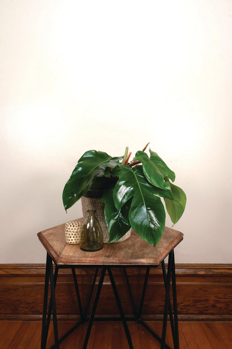 Prismacolor Emerald Ripcurl Philodendron product image 2