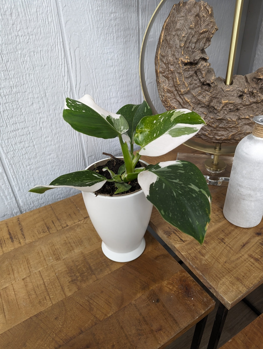 Prismacolor White Wizard Philodendron product image 2