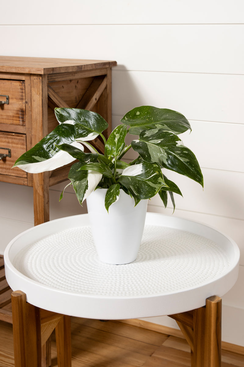Prismacolor White Wizard Philodendron product image 1