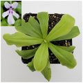 Pinguicula 'ANPA A' product image 1