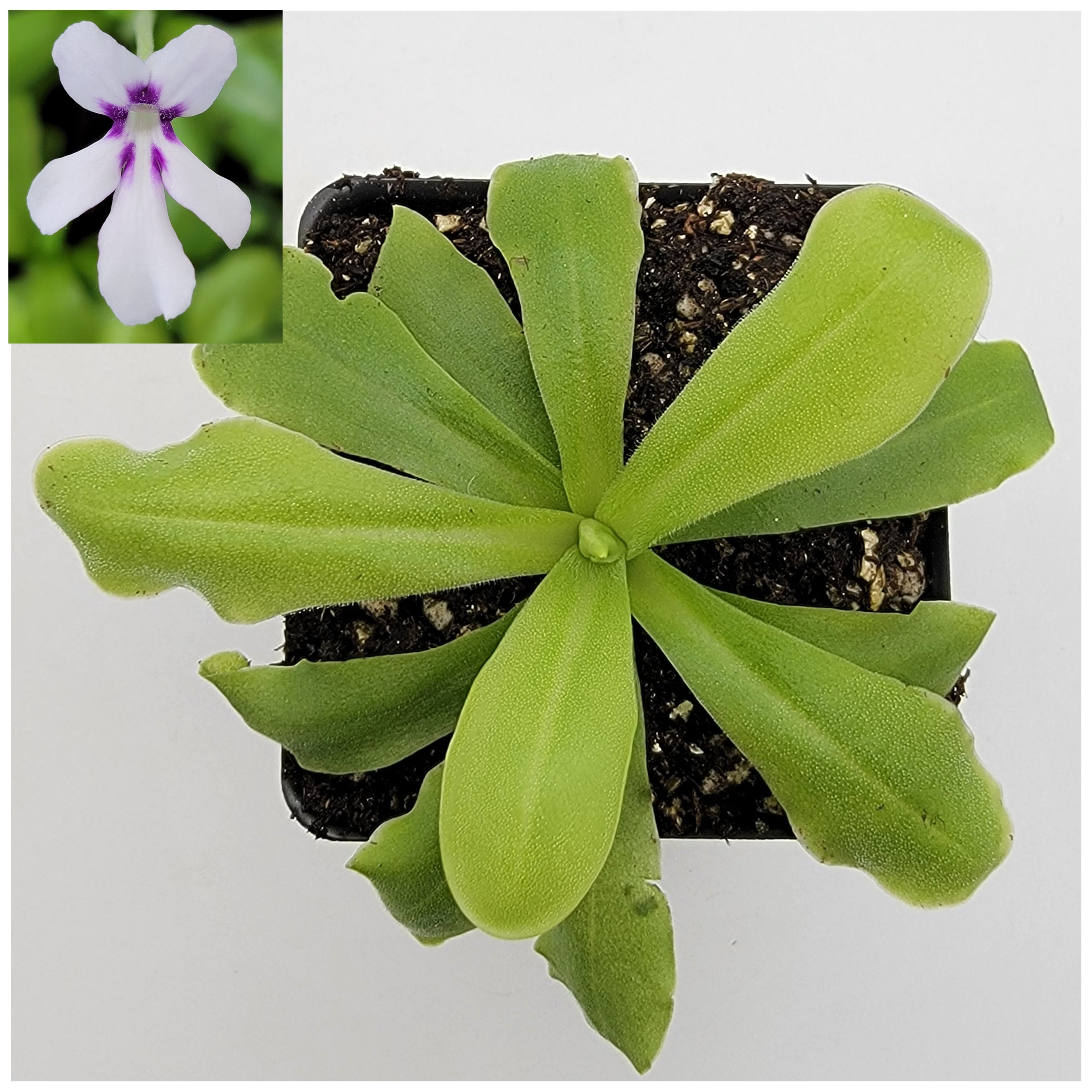Pinguicula 'ANPA A' product image 1