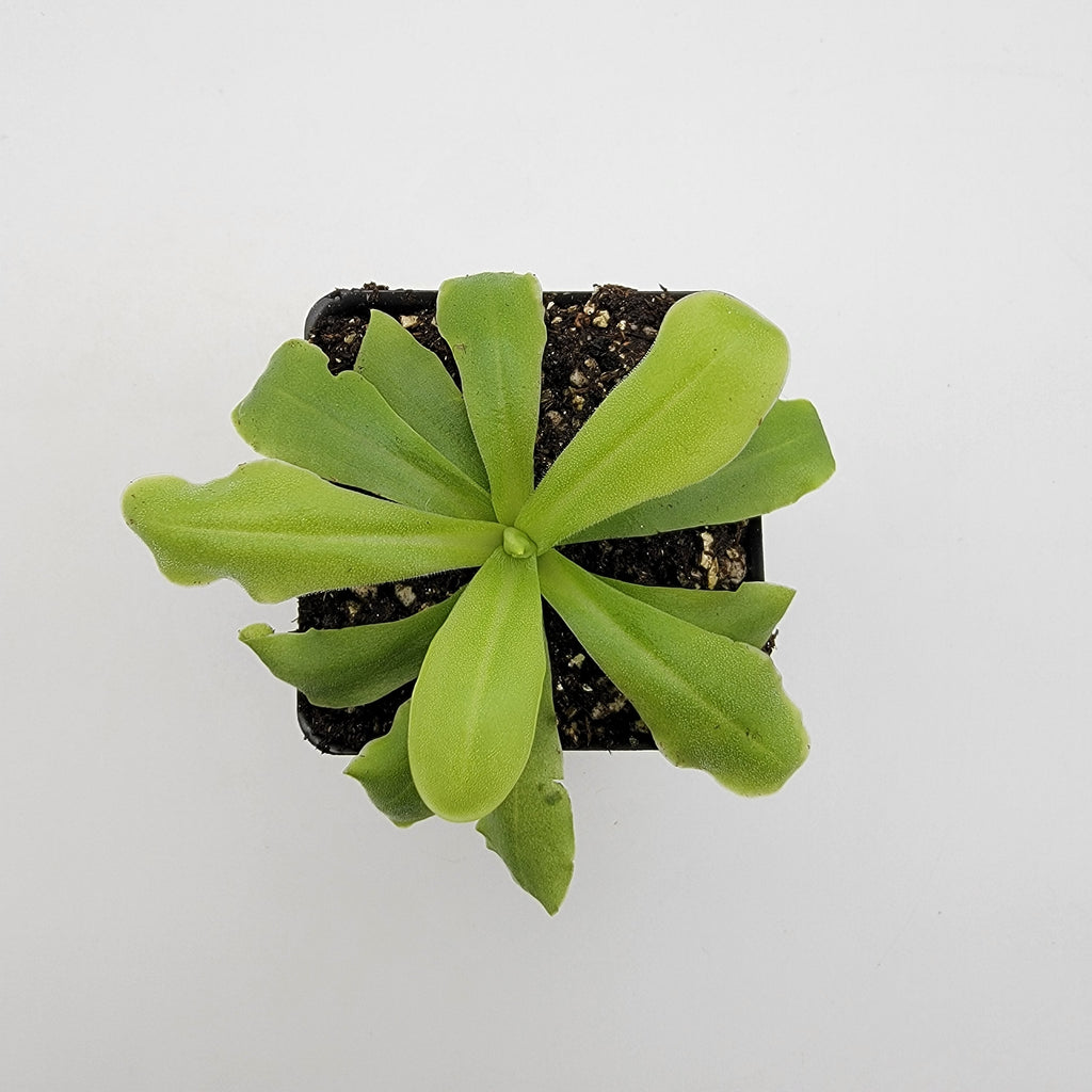 Pinguicula 'ANPA A' product image 3