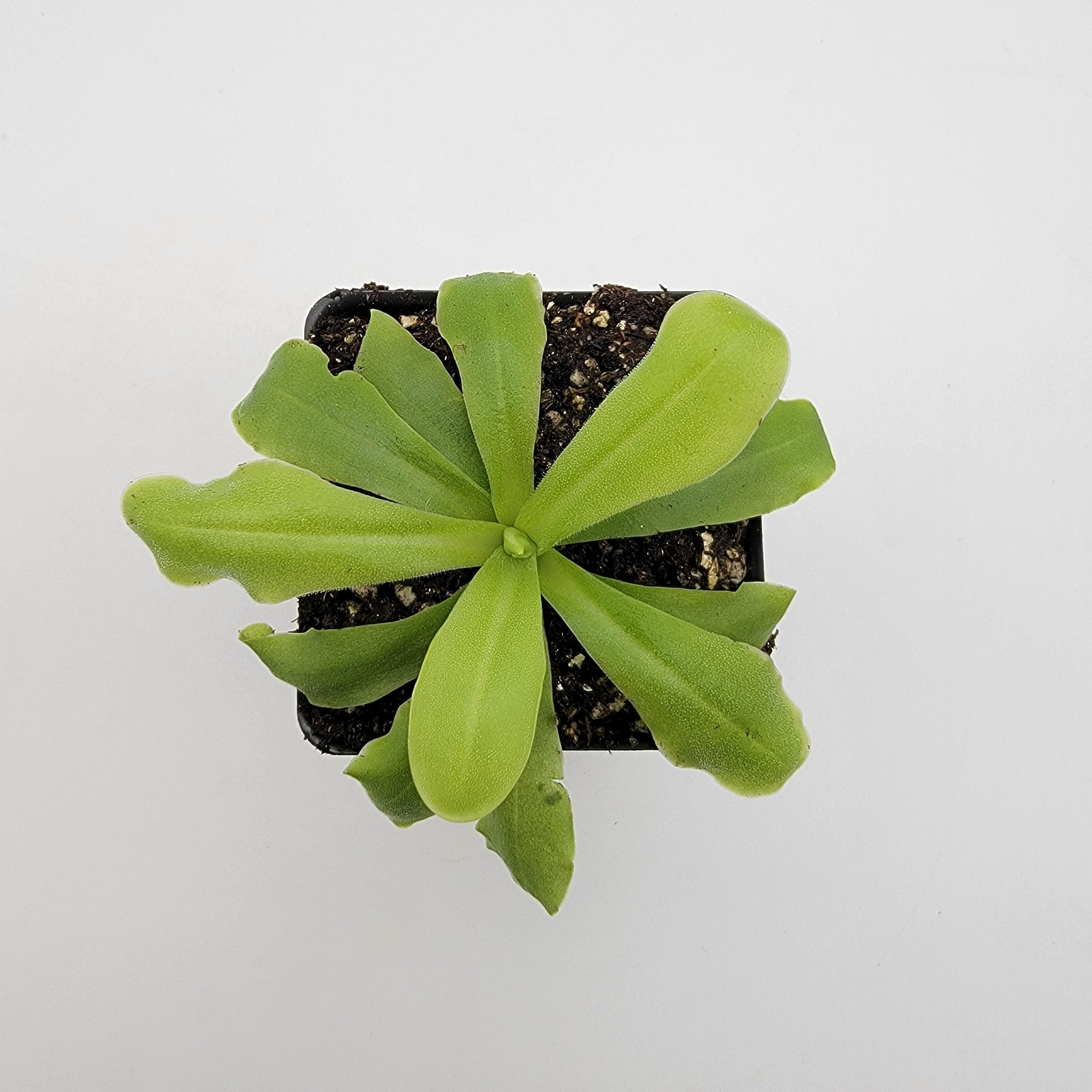 Pinguicula 'ANPA A' product image 3