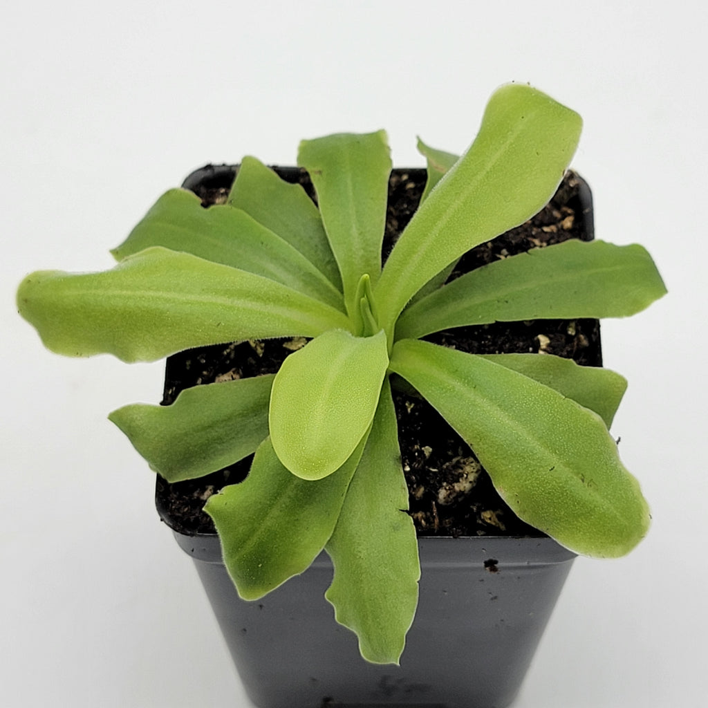 Pinguicula 'ANPA A' product image 2