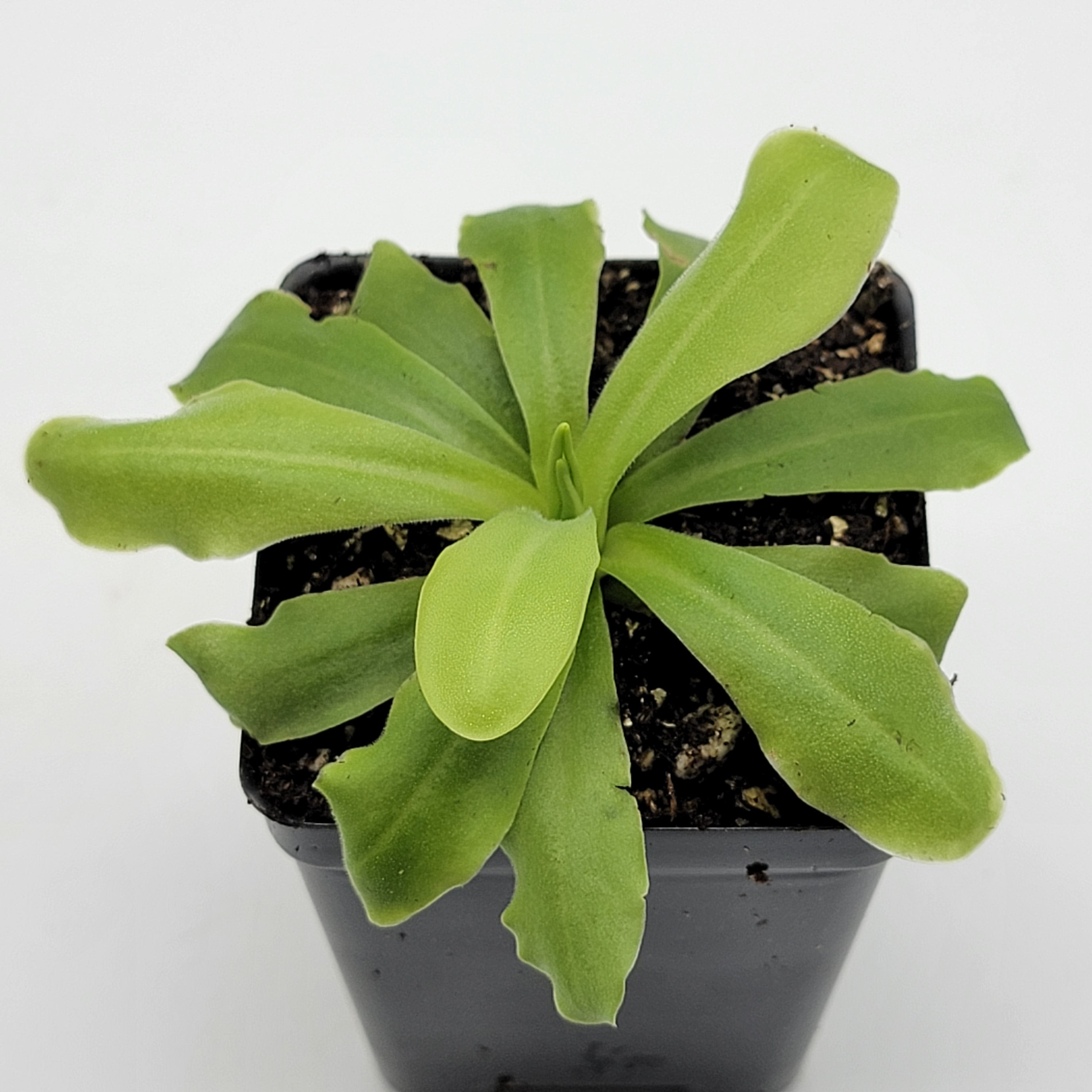 Pinguicula 'ANPA A' product image 2