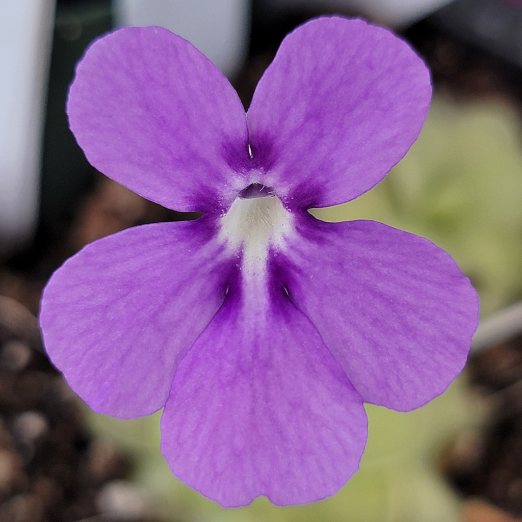 Pinguicula -inchANPA A-inch x cyclosecta product image 2