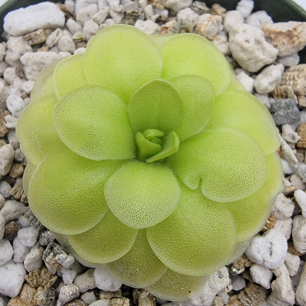 Pinguicula -inchANPA A-inch x cyclosecta product image 1