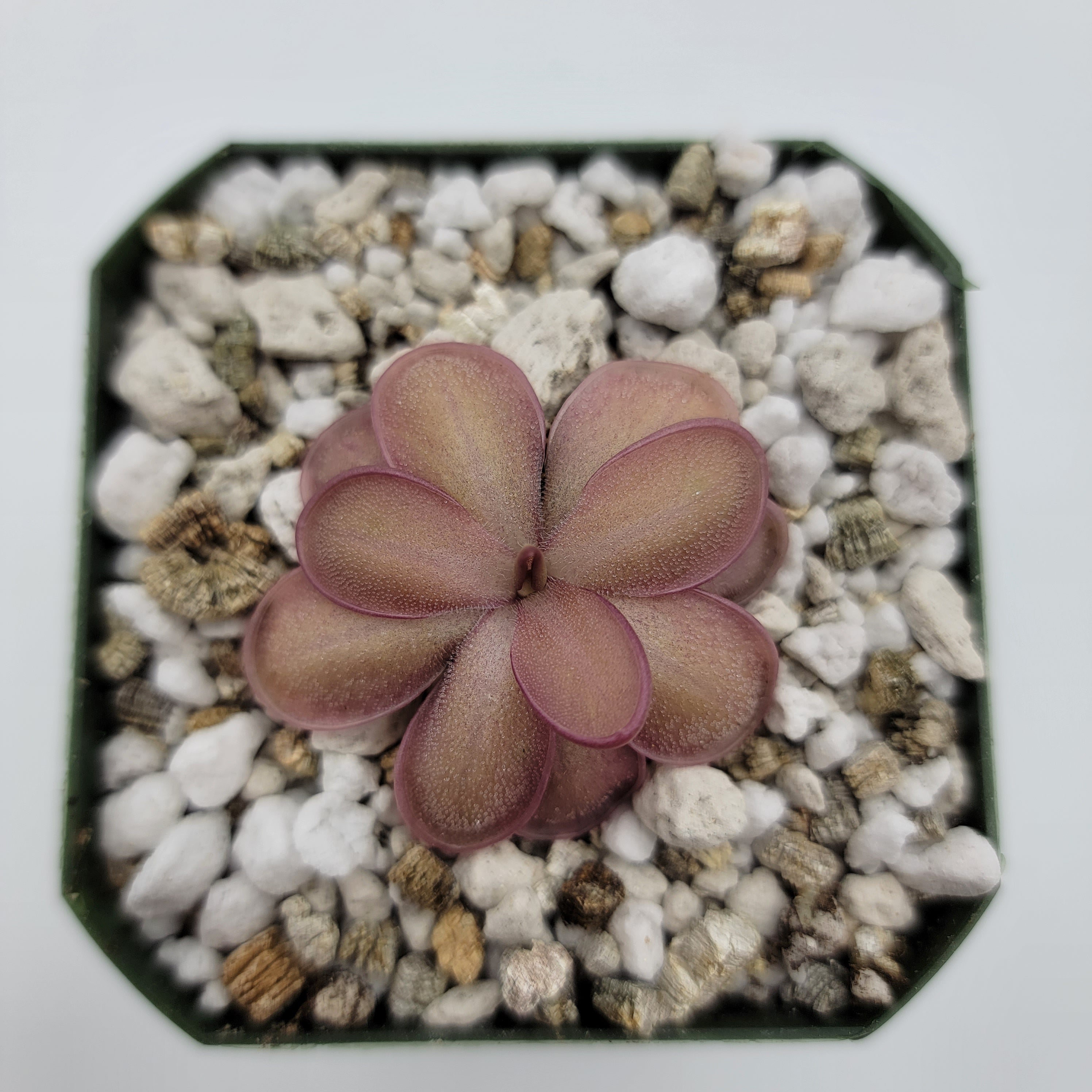 Pinguicula -inchANPA A-inch x laueana product image 3