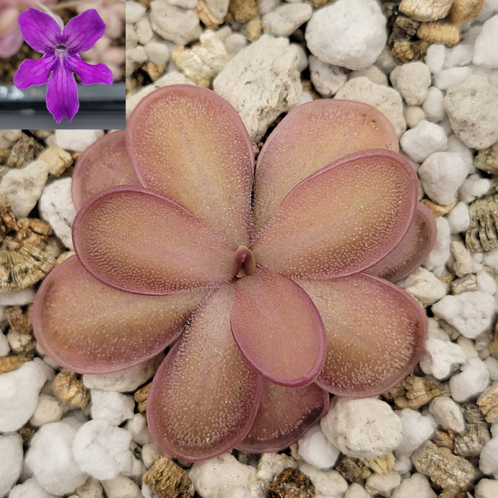 Pinguicula -inchANPA A-inch x laueana product image 2