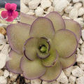 Pinguicula -inchAlani-inch product image 1