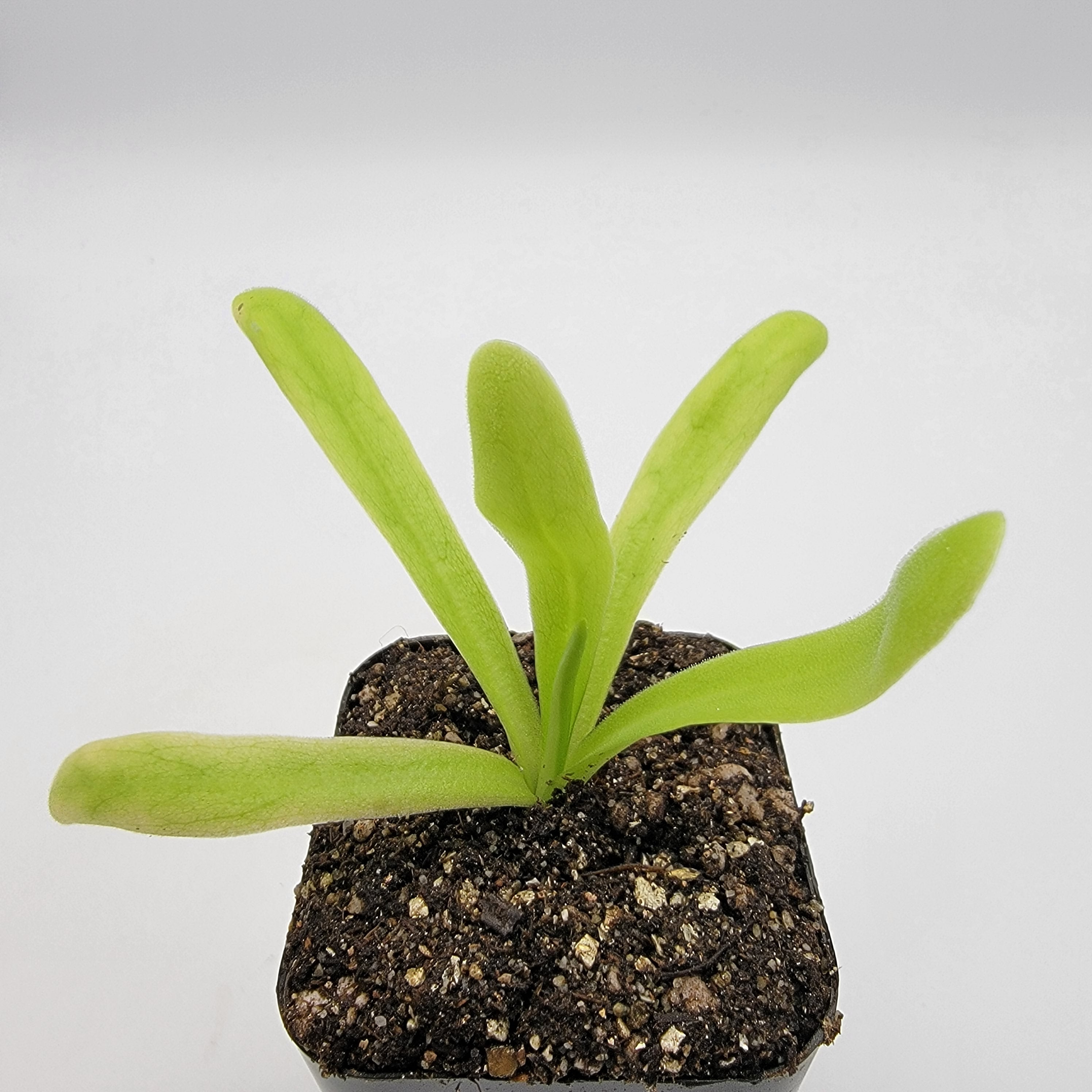 Pinguicula 'Apasionada' live plant product image 4