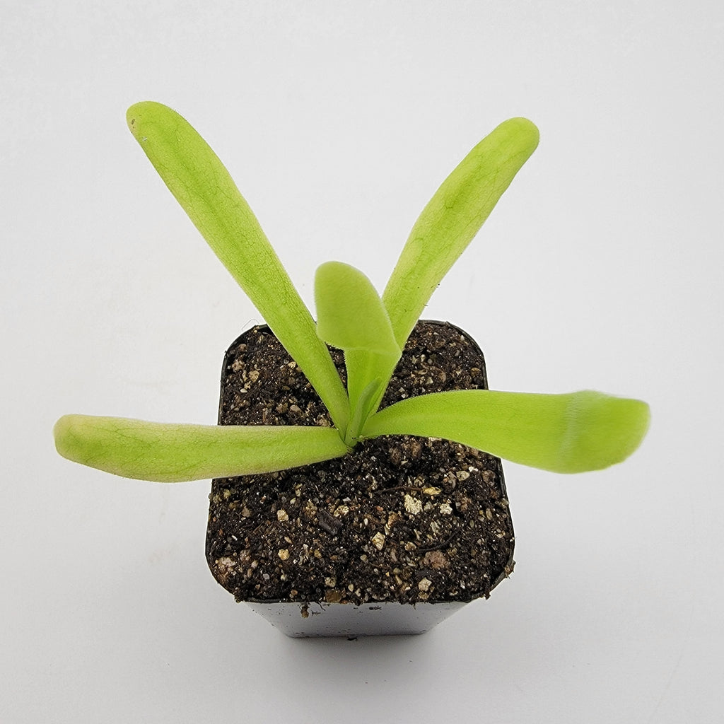 Pinguicula 'Apasionada' live plant product image 2