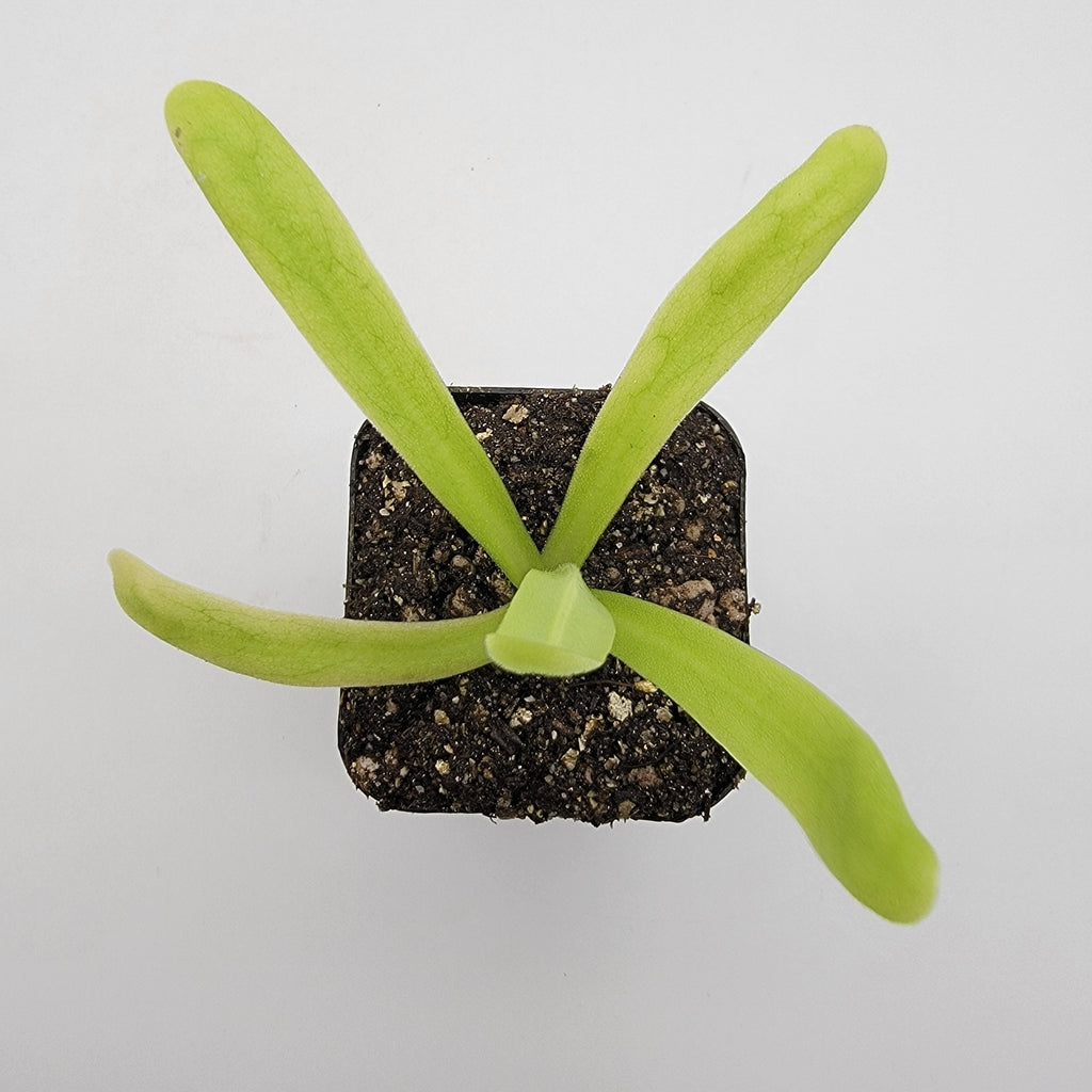 Pinguicula 'Apasionada' live plant product image 3