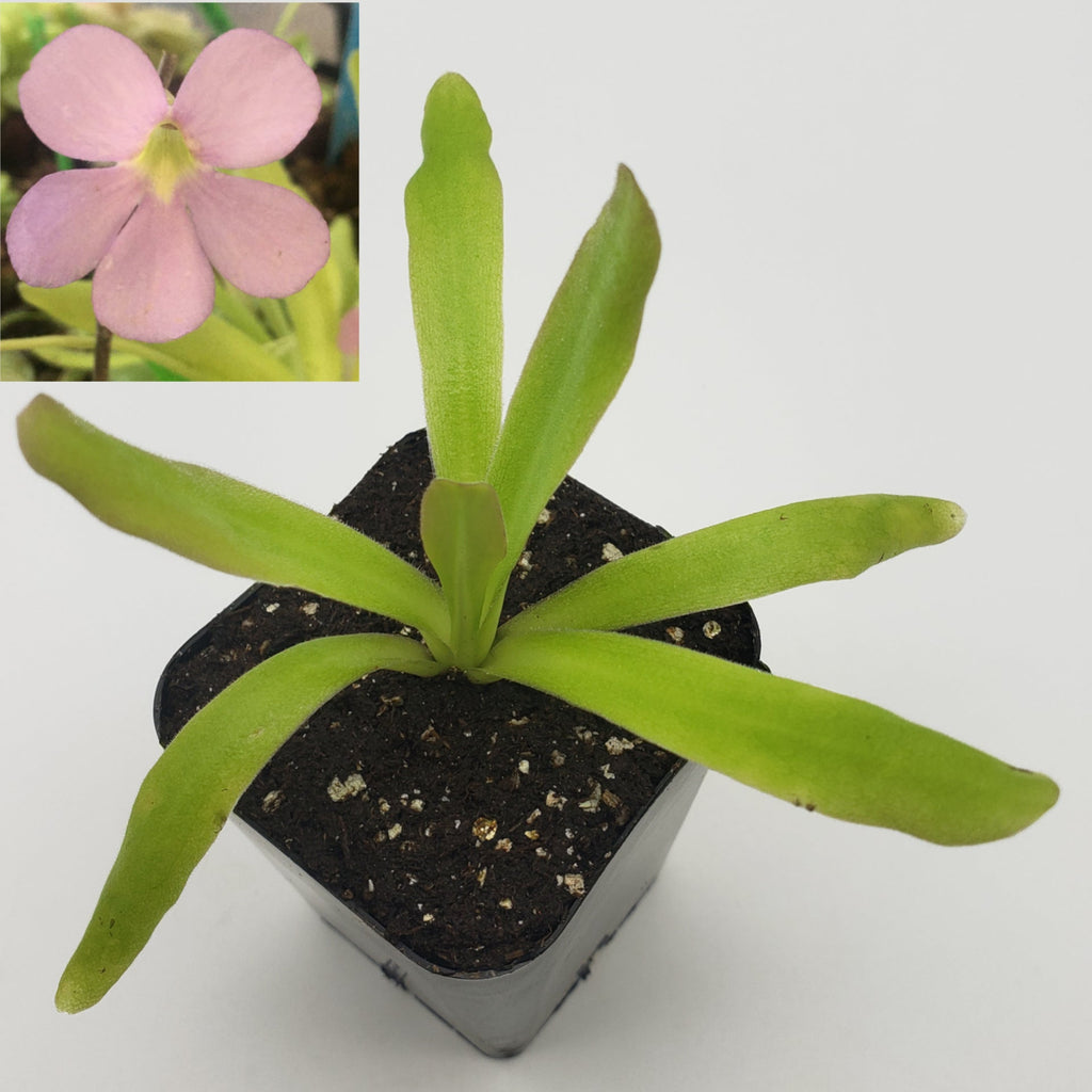 Pinguicula 'Aphrodite' live plant product image 2
