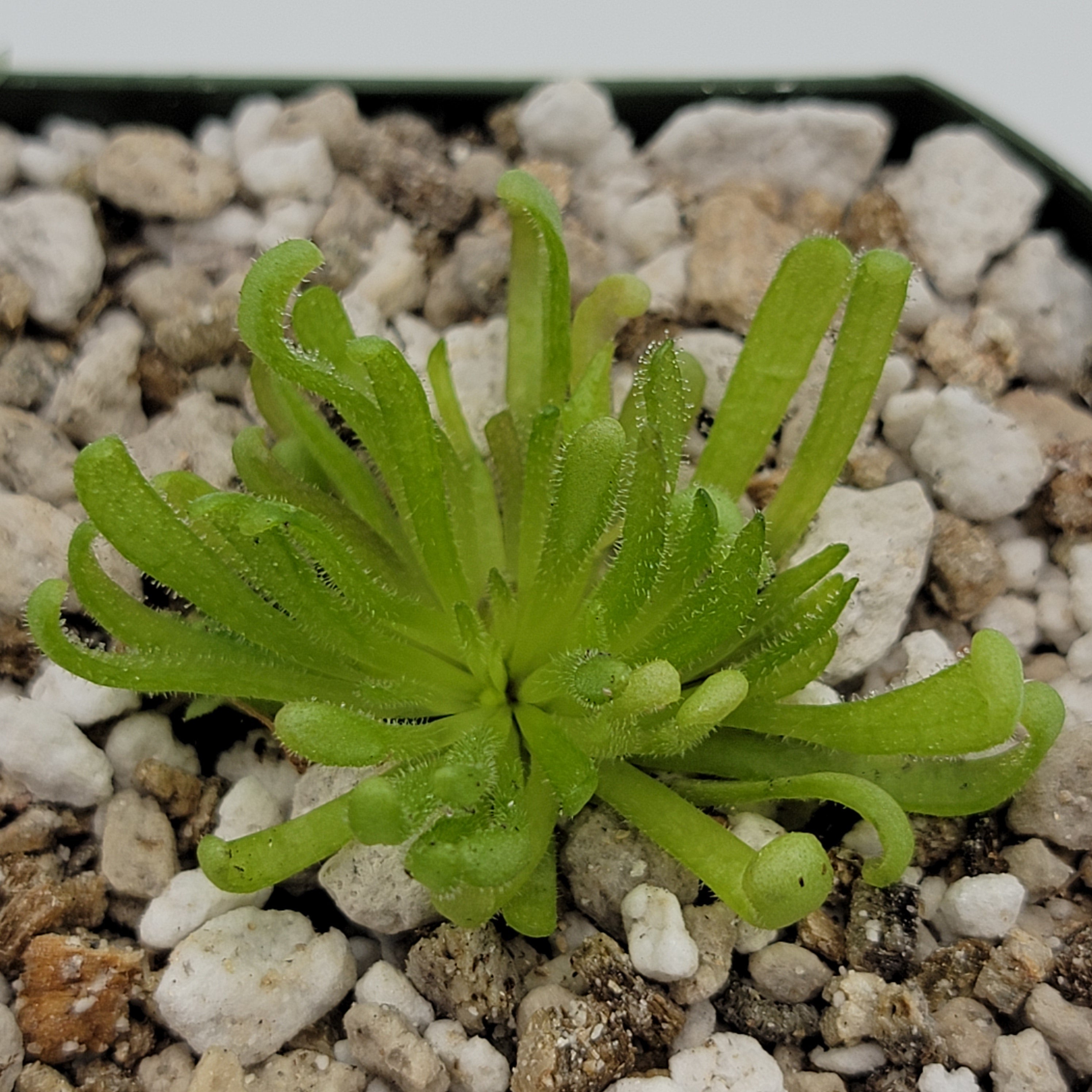 Pinguicula -inchBaby Medusa-inch product image 1