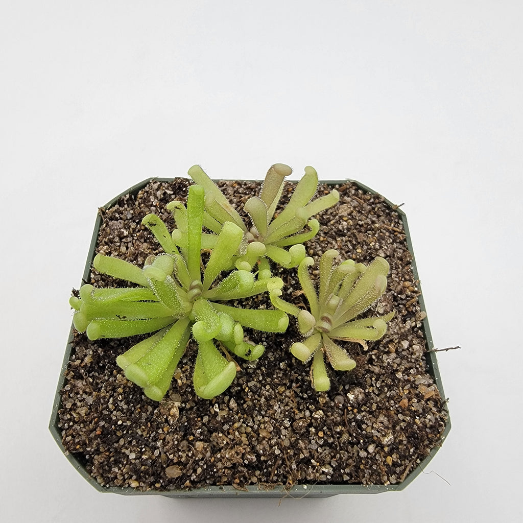 Pinguicula -inchBaby Medusa-inch product image 4