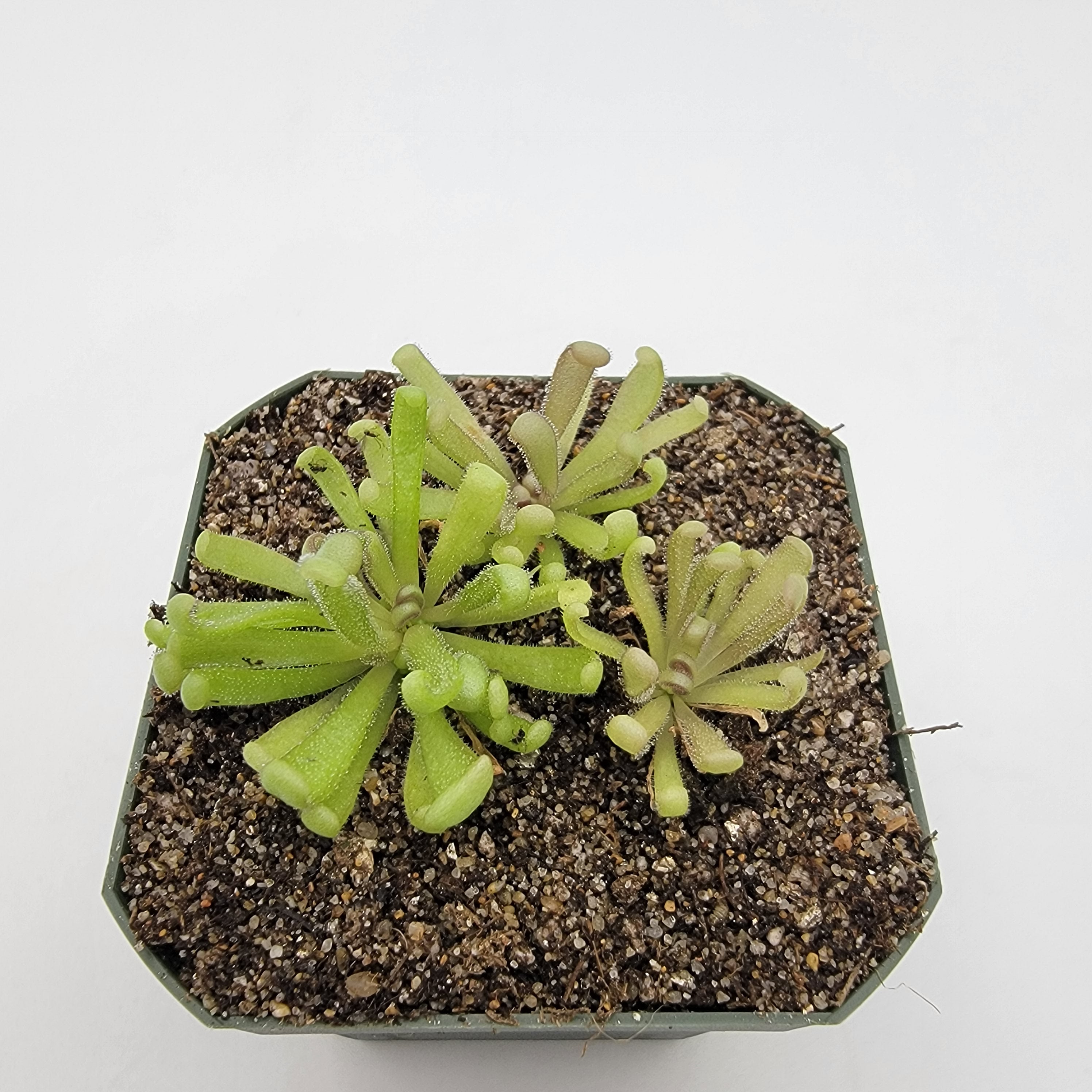 Pinguicula -inchBaby Medusa-inch product image 4