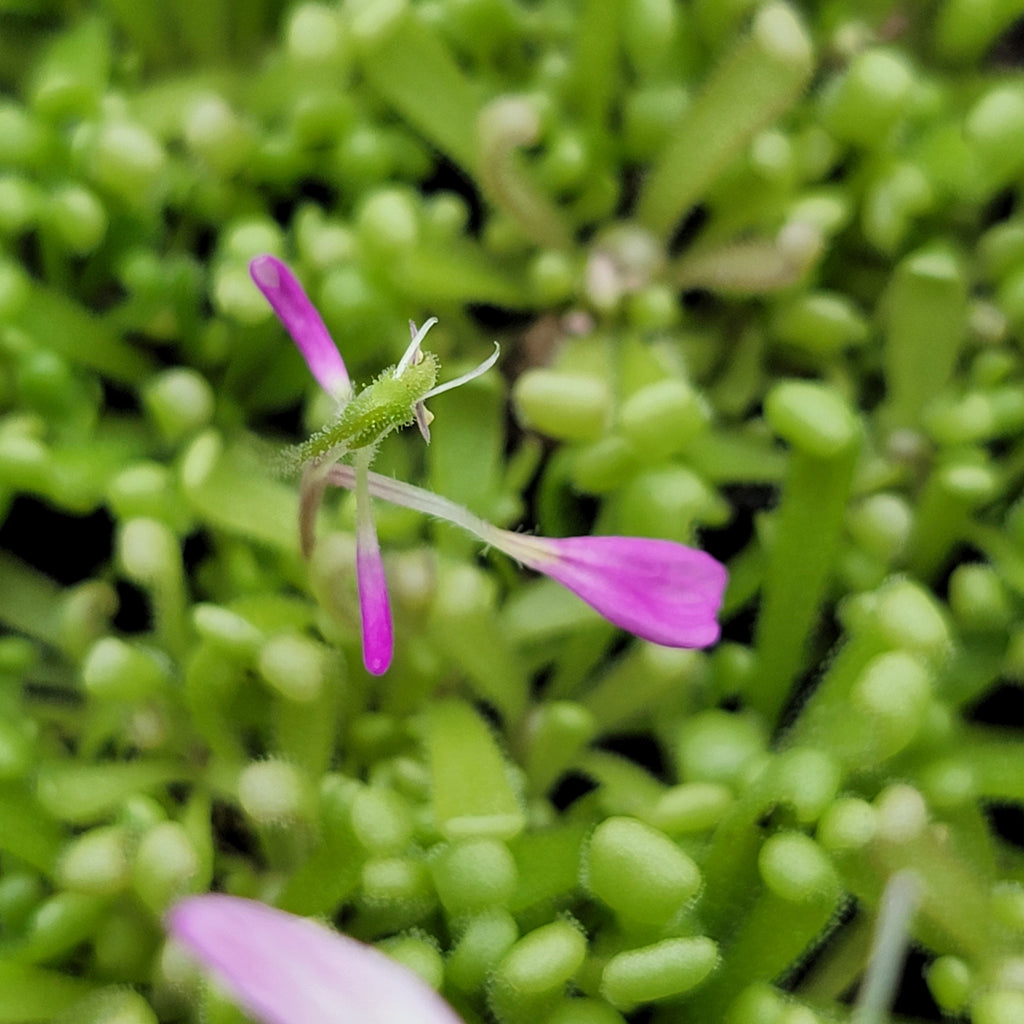 Pinguicula -inchBaby Medusa-inch product image 5