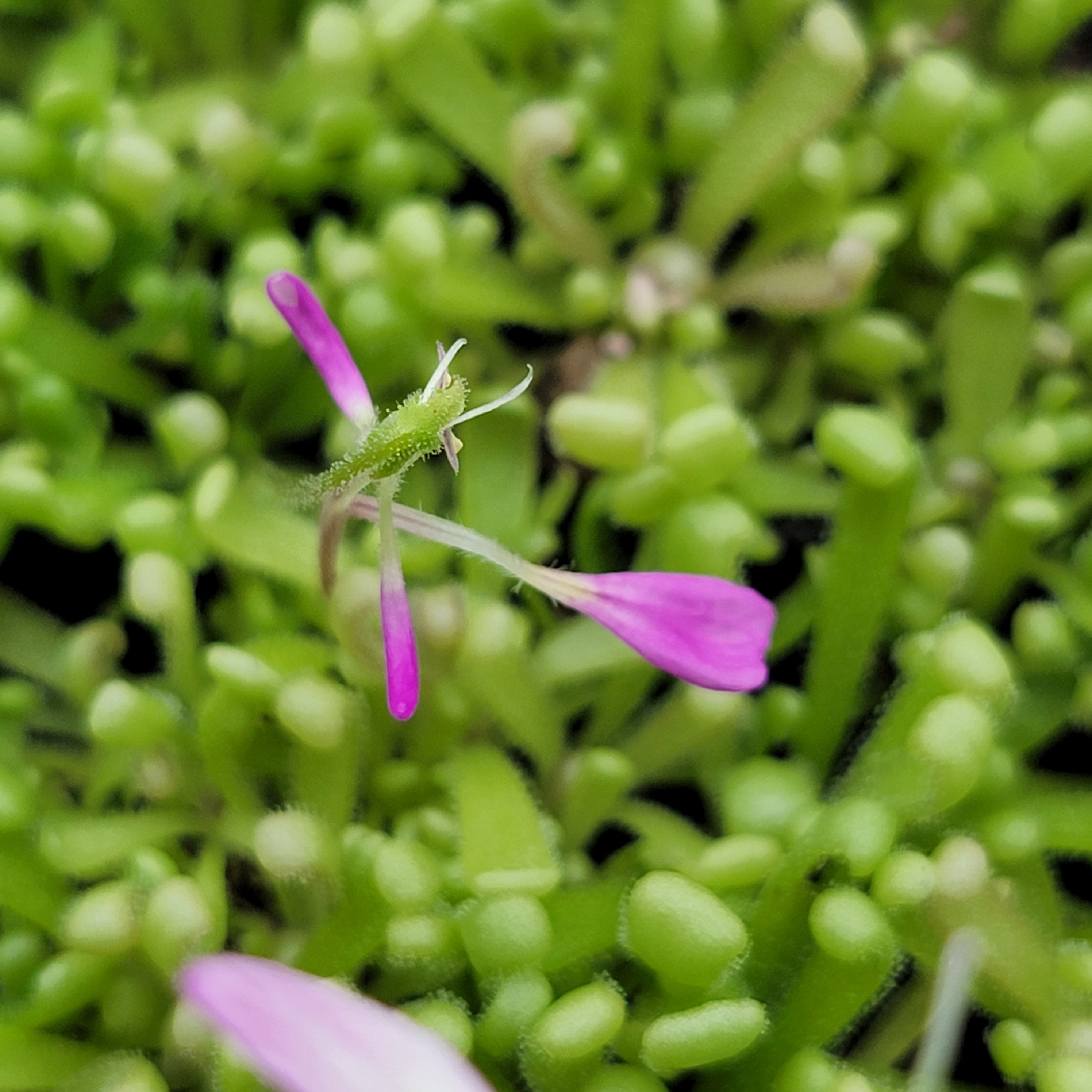Pinguicula -inchBaby Medusa-inch product image 5