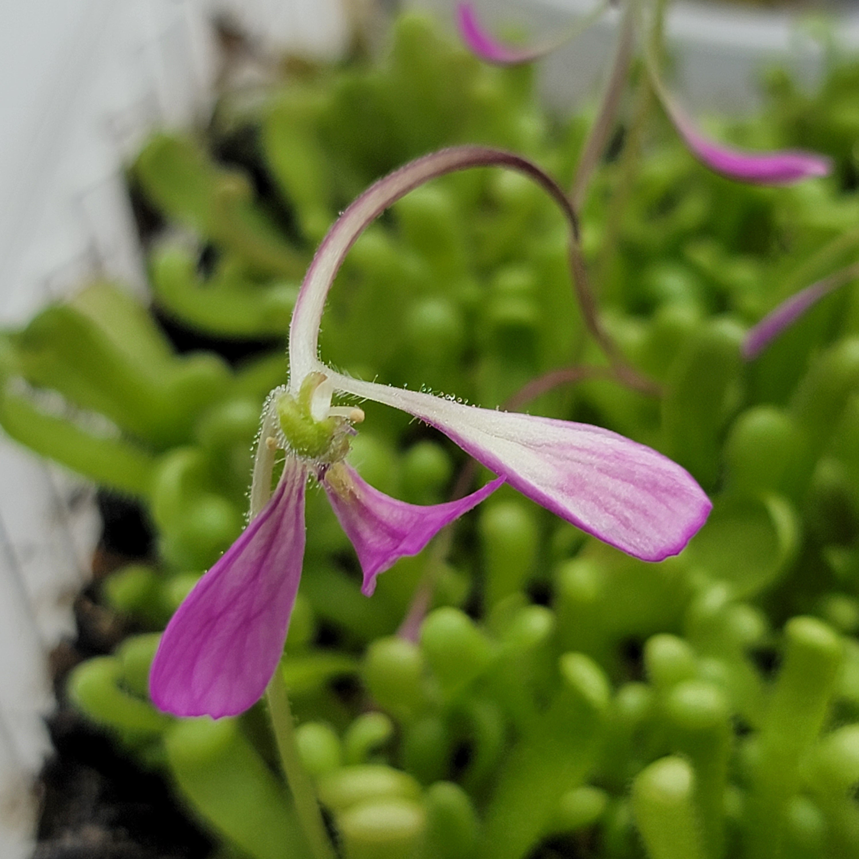 Pinguicula -inchBaby Medusa-inch product image 3