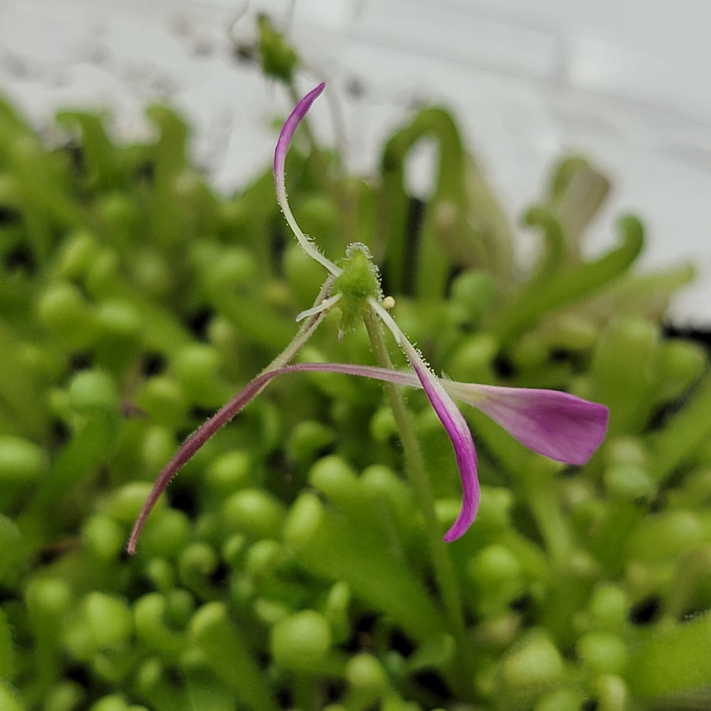 Pinguicula -inchBaby Medusa-inch product image 7