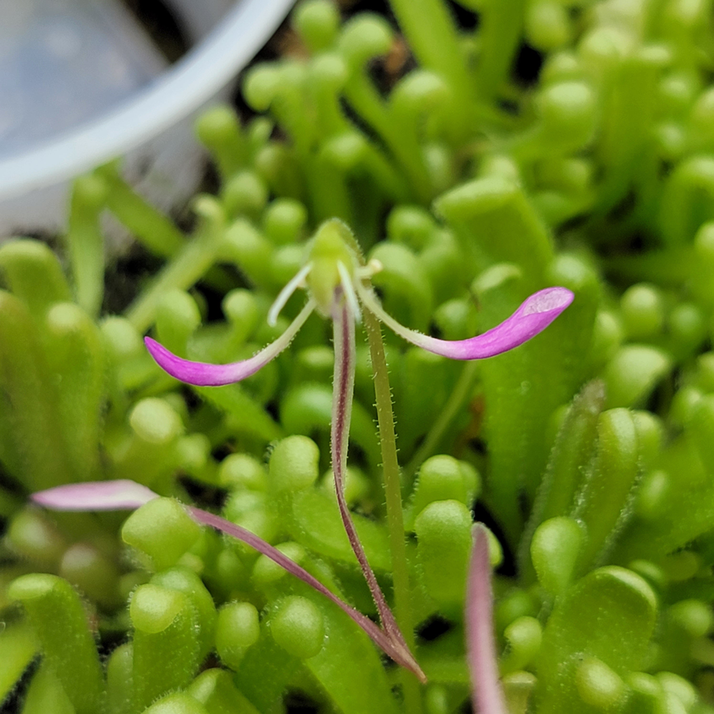 Pinguicula -inchBaby Medusa-inch product image 8