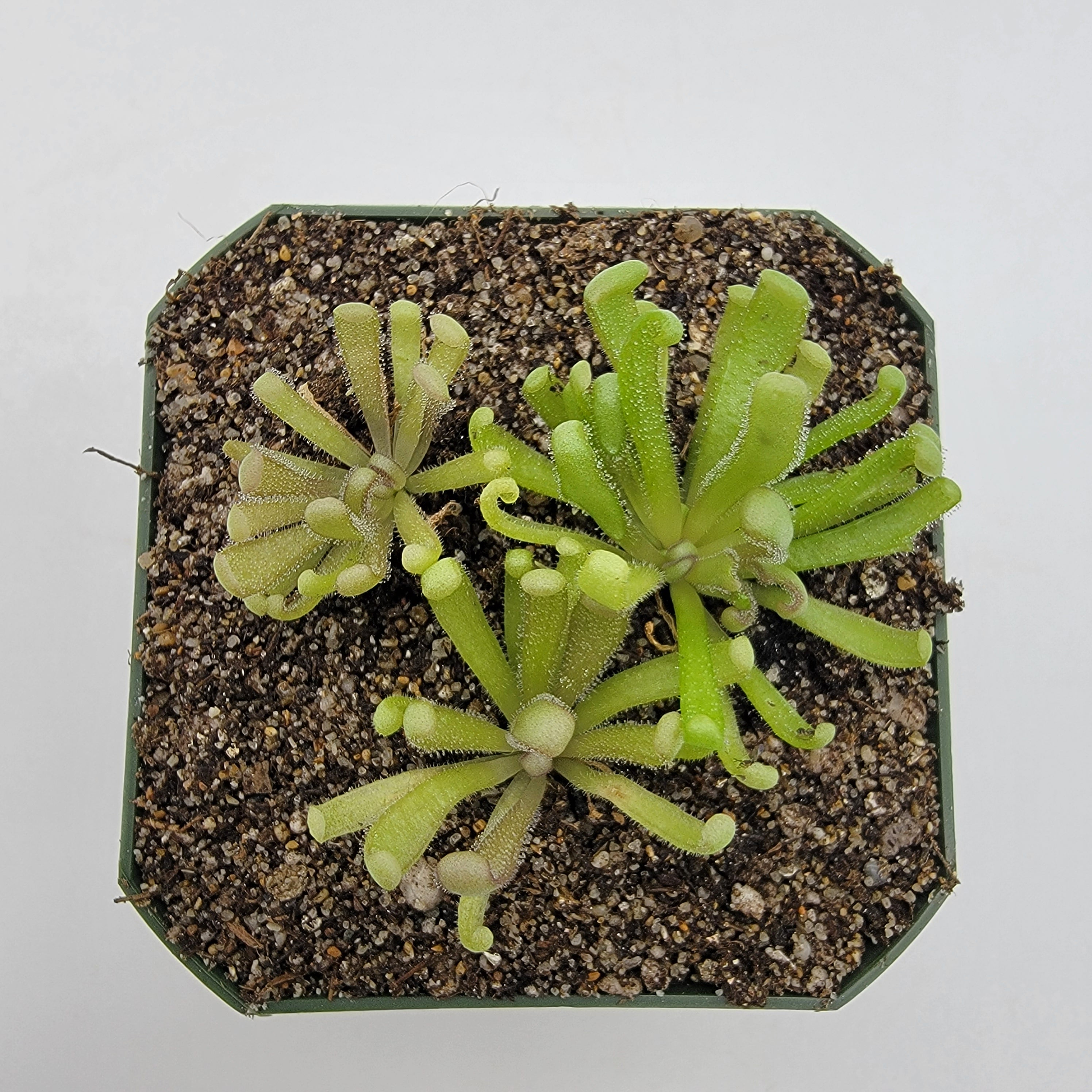 Pinguicula -inchBaby Medusa-inch product image 6
