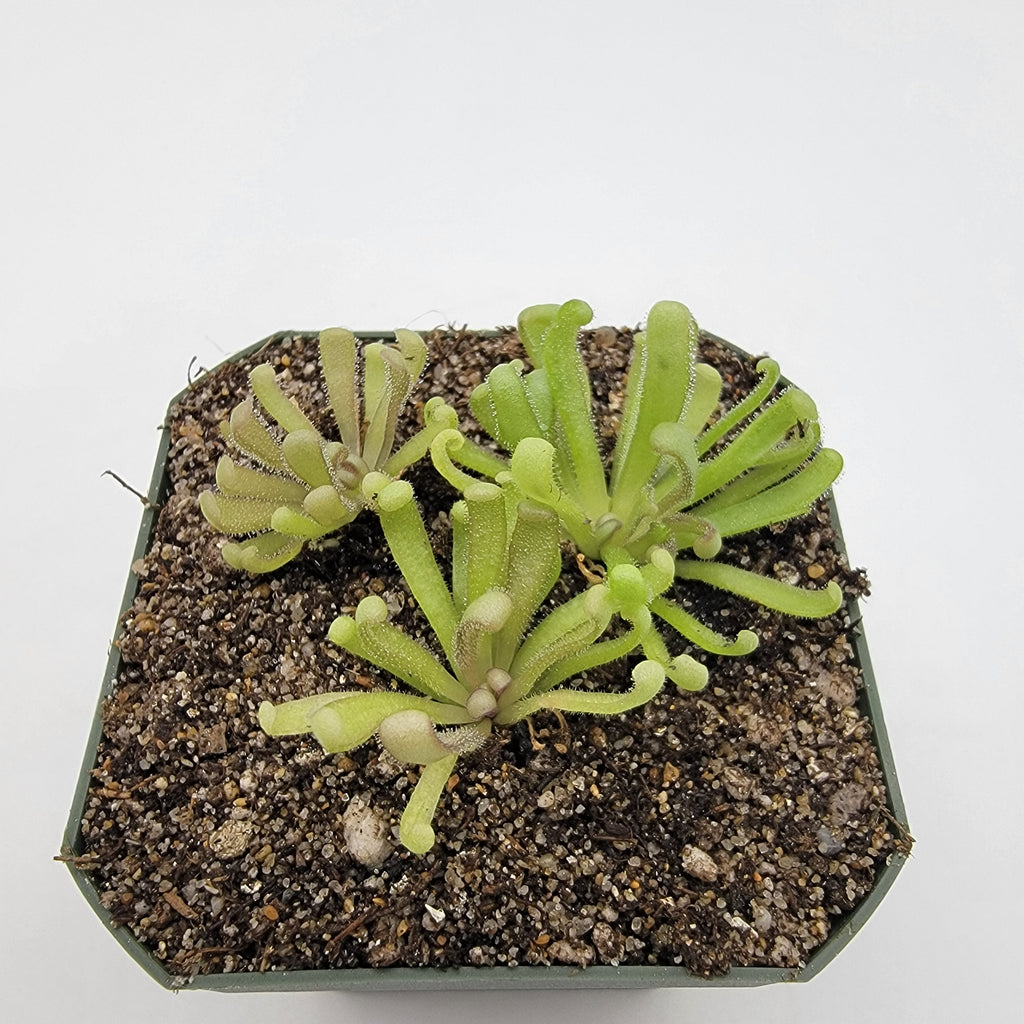 Pinguicula -inchBaby Medusa-inch product image 2
