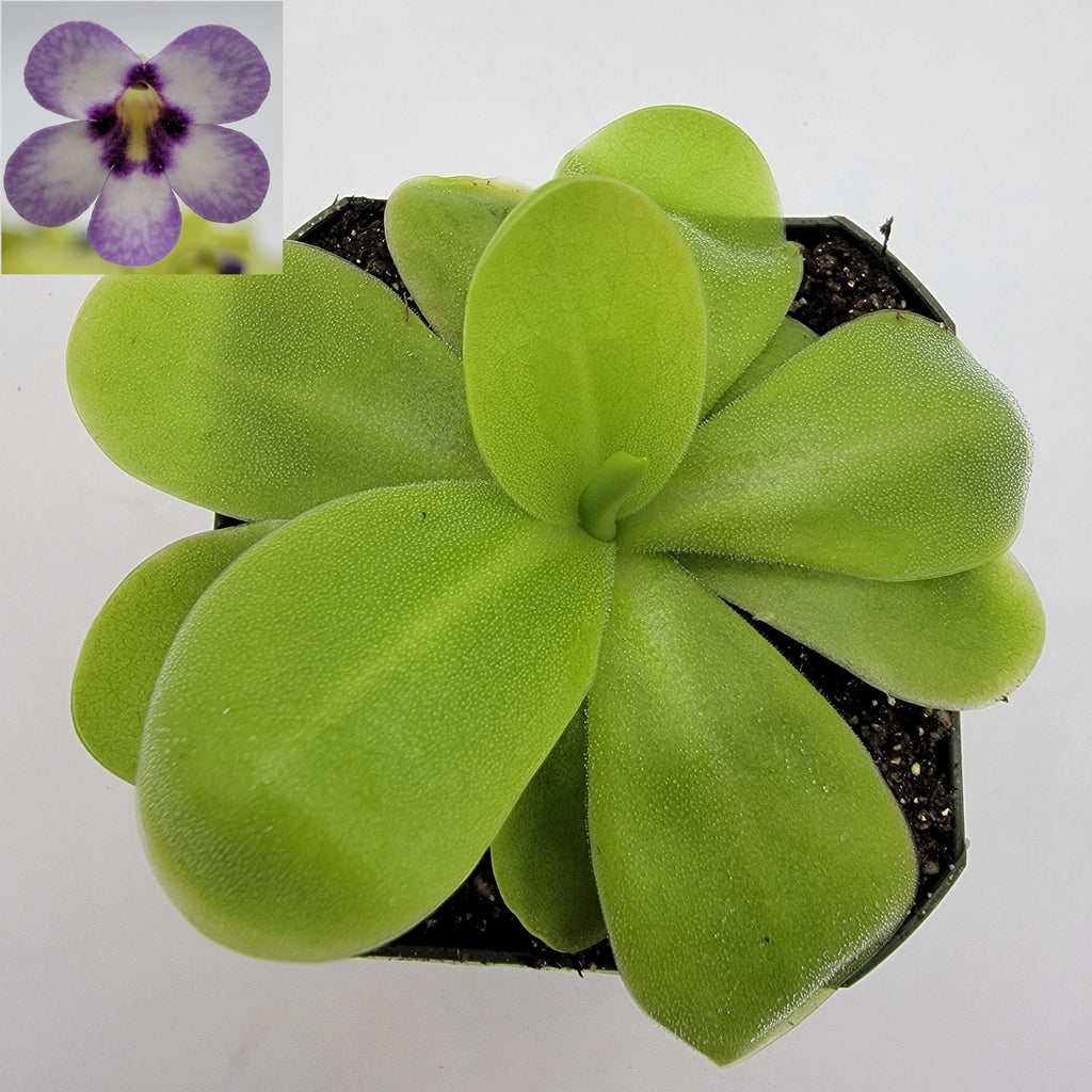 Pinguicula -inchBugbane-inch product image 3