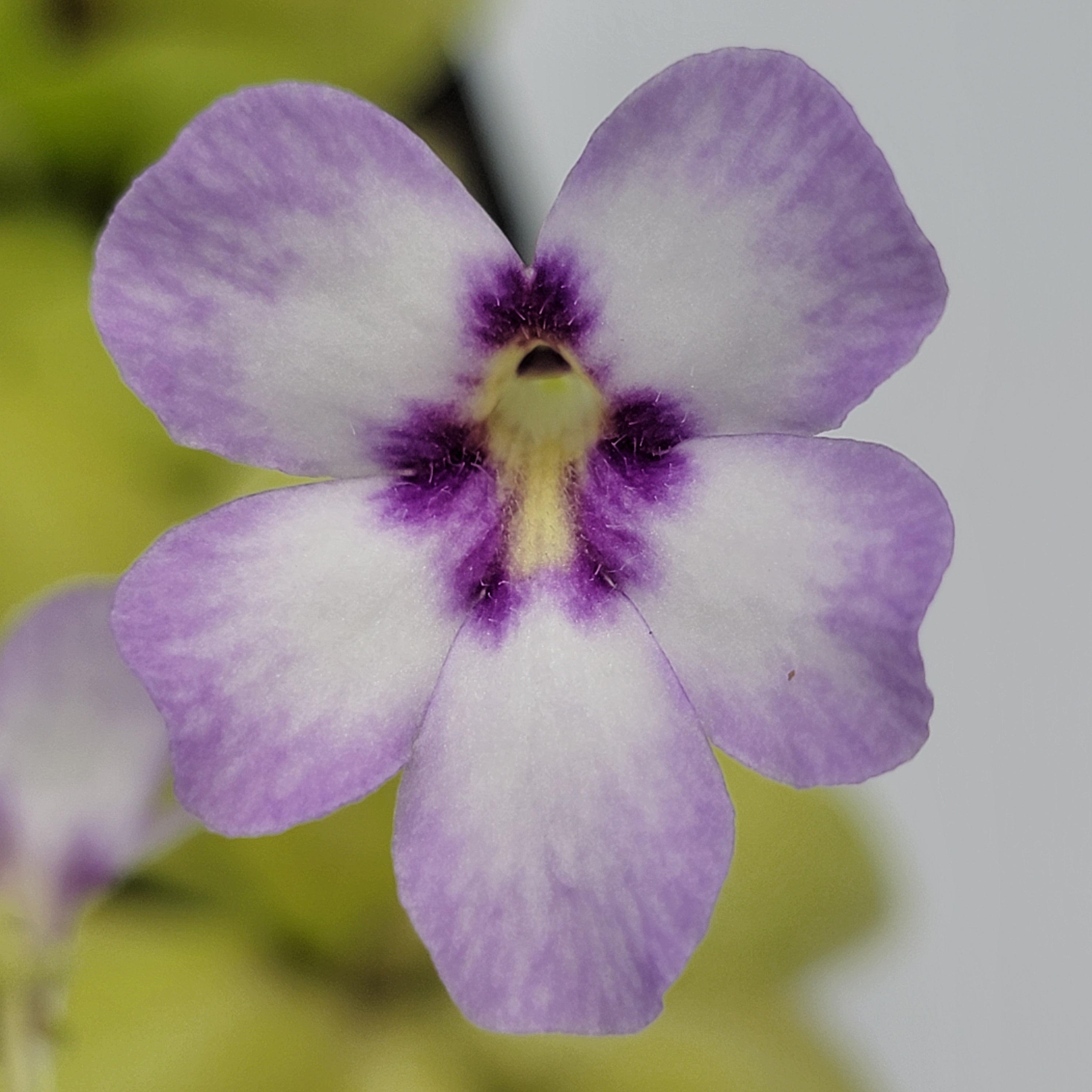 Pinguicula -inchBugbane-inch product image 2