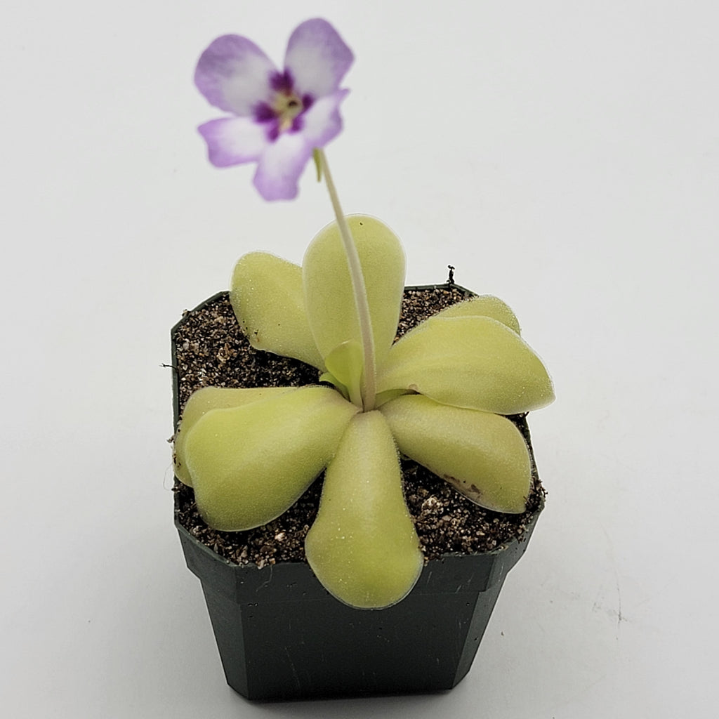 Pinguicula -inchBugbane-inch product image 4