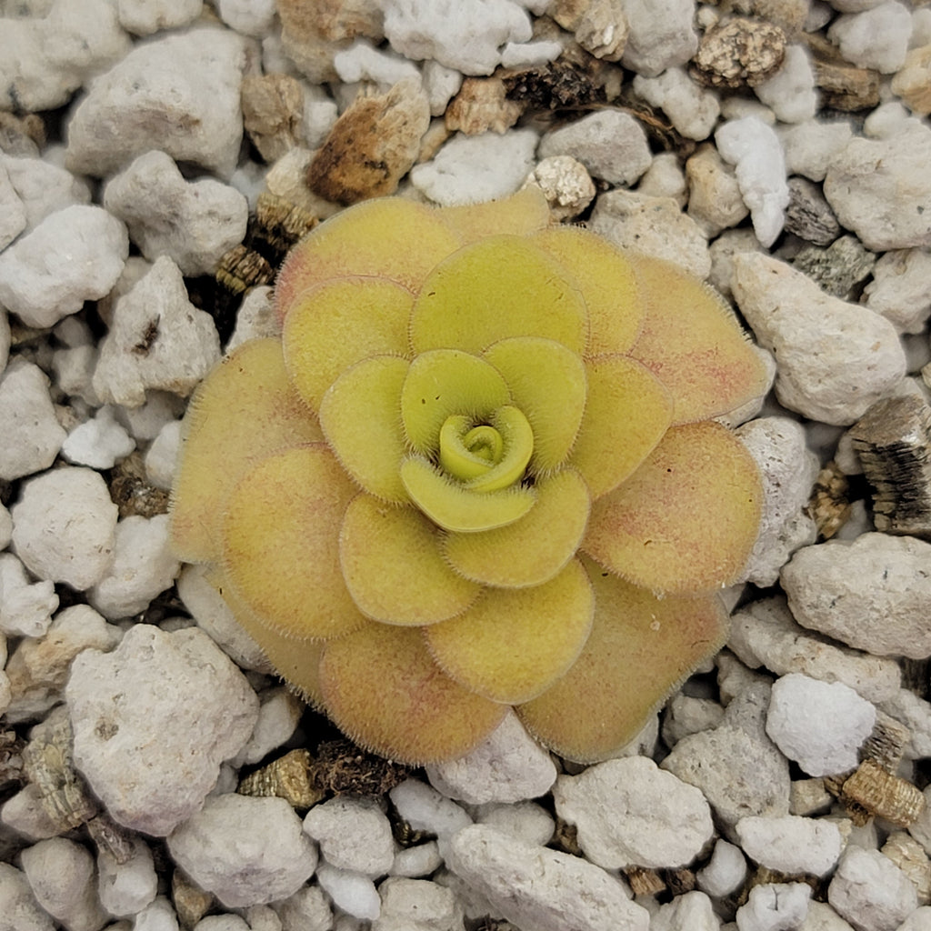 Pinguicula -inchBugbane-inch product image 5