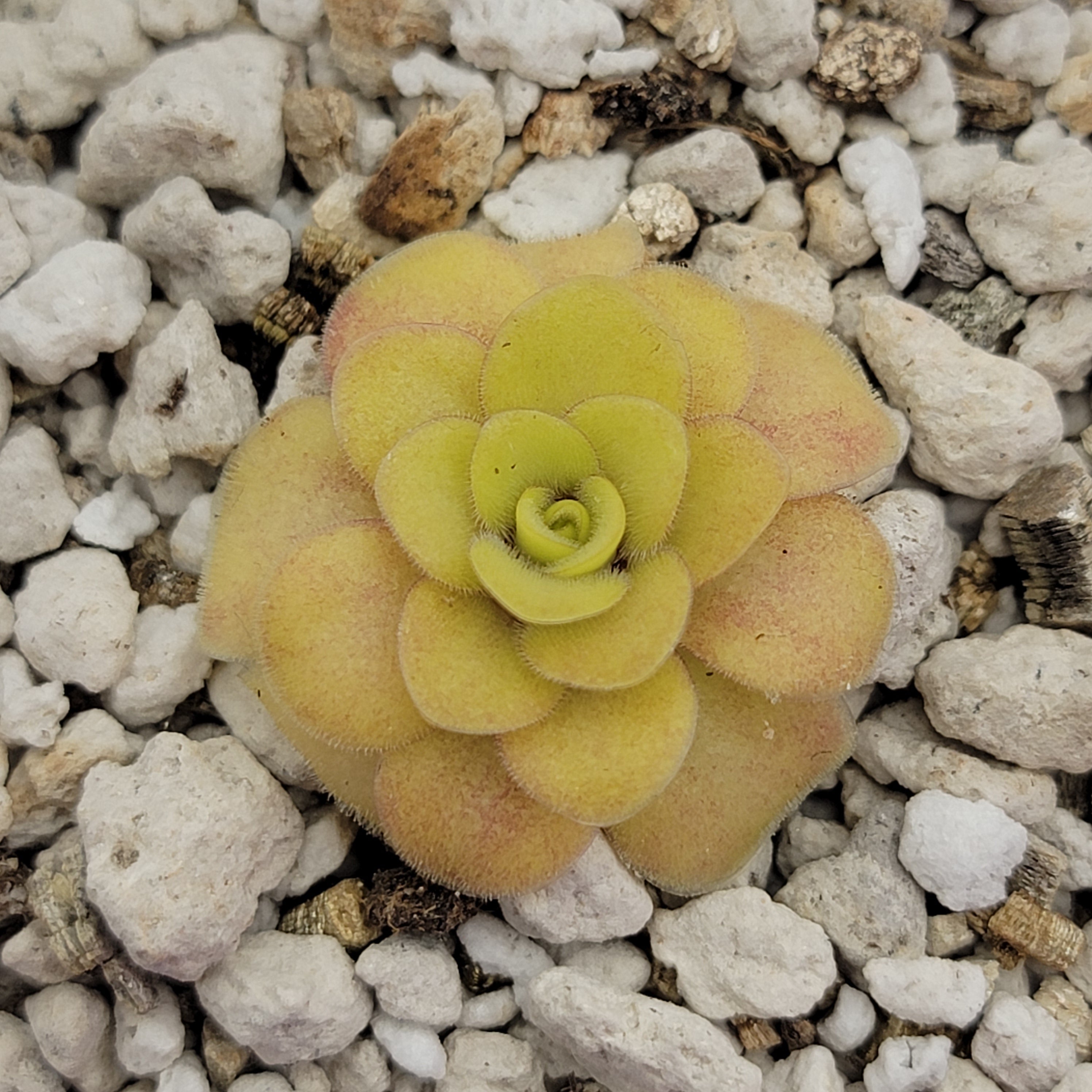 Pinguicula -inchBugbane-inch product image 5