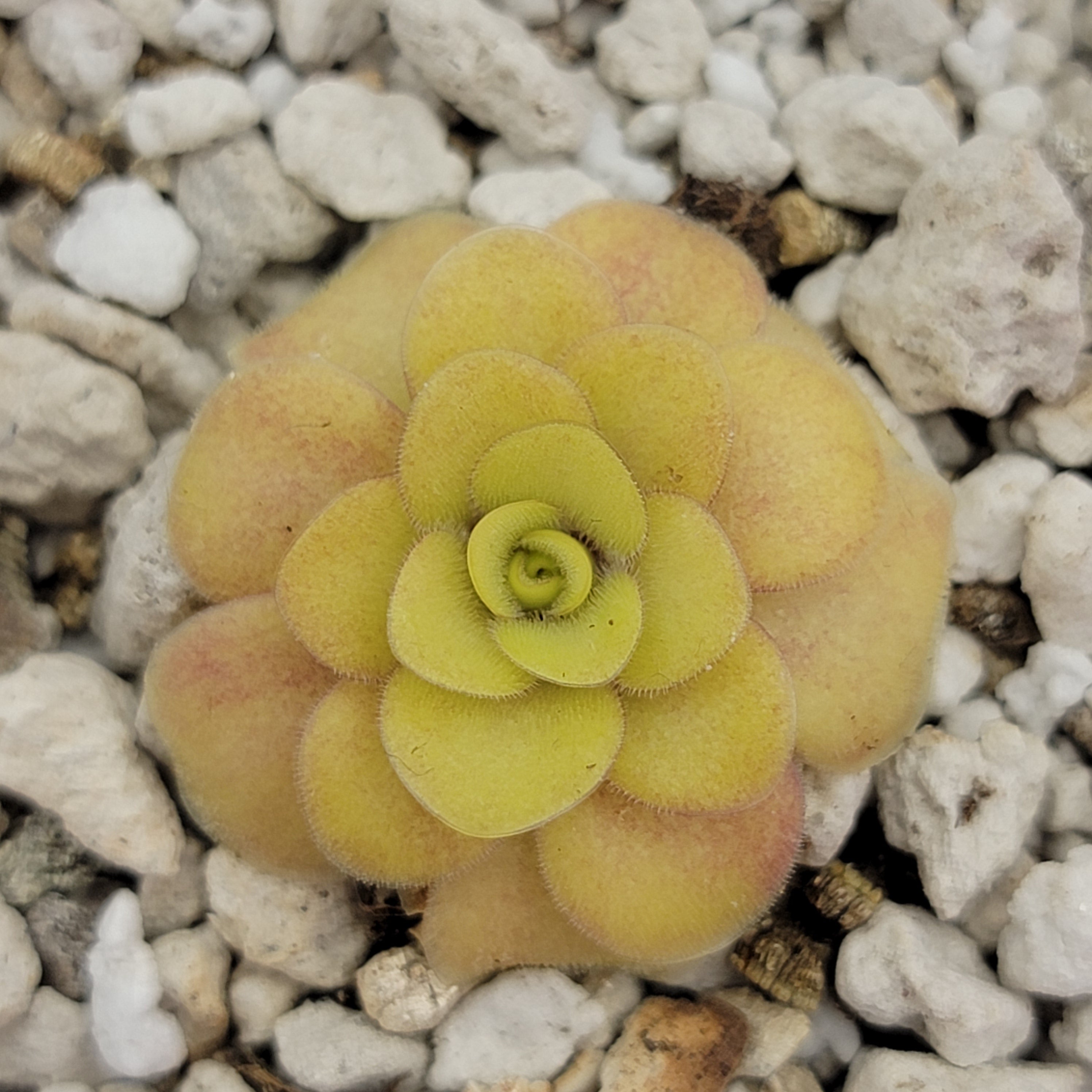 Pinguicula -inchBugbane-inch product image 1