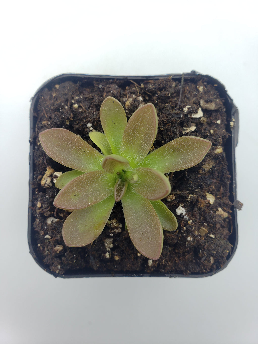 Pinguicula cv. 'BCP Crystal' live plant product image 4