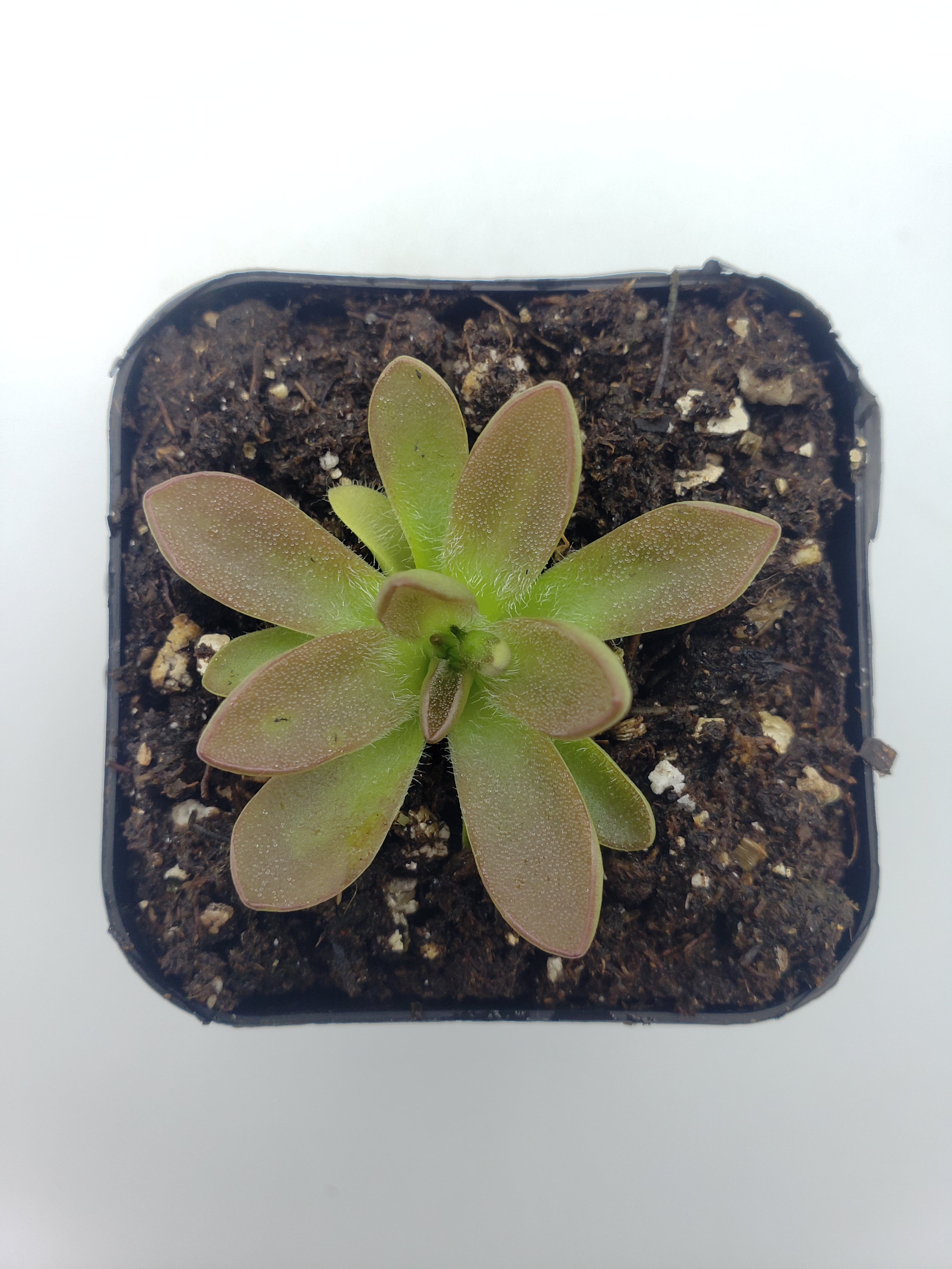 Pinguicula cv. 'BCP Crystal' live plant product image 4