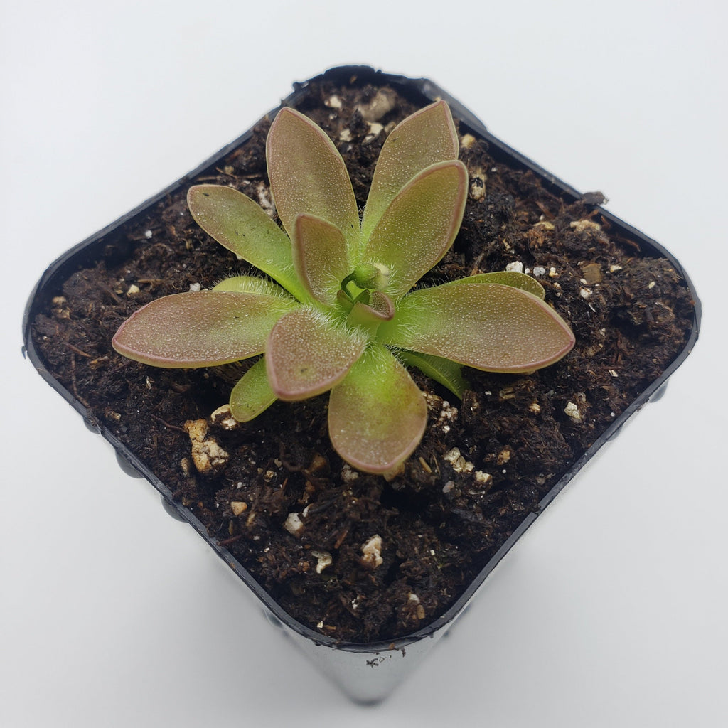 Pinguicula cv. 'BCP Crystal' live plant product image 2