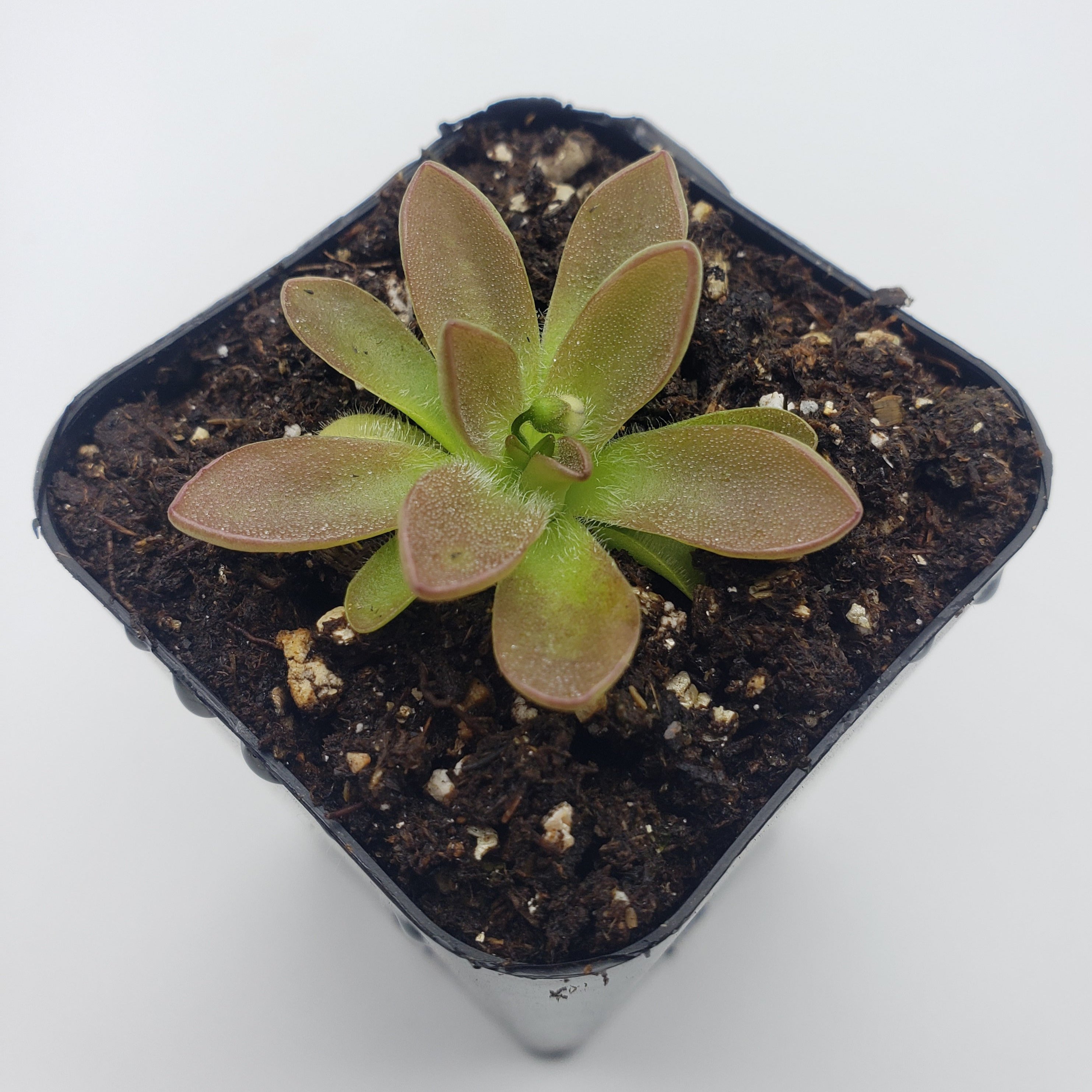 Pinguicula cv. 'BCP Crystal' live plant product image 2