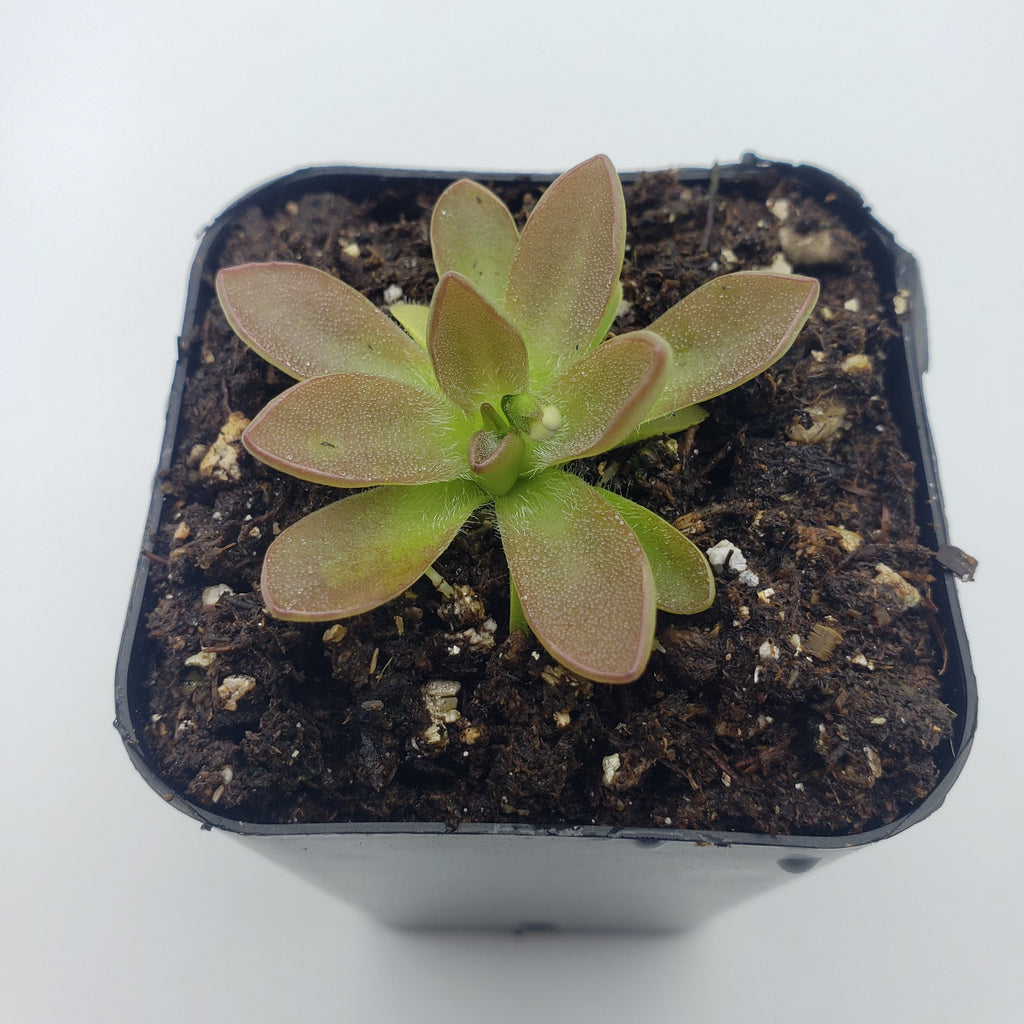 Pinguicula cv. 'BCP Crystal' live plant product image 3