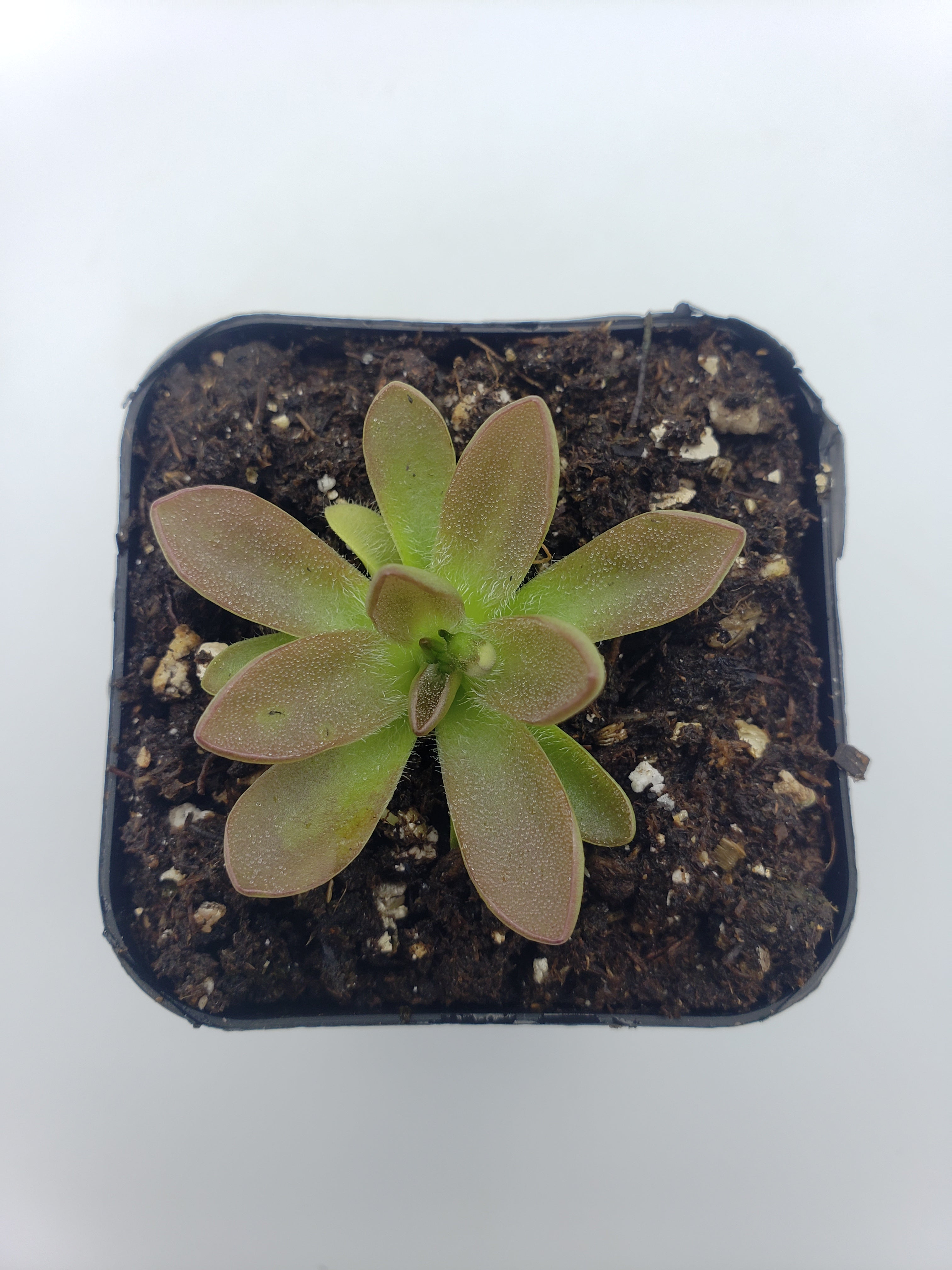 Pinguicula cv. 'BCP Crystal' live plant product image 5