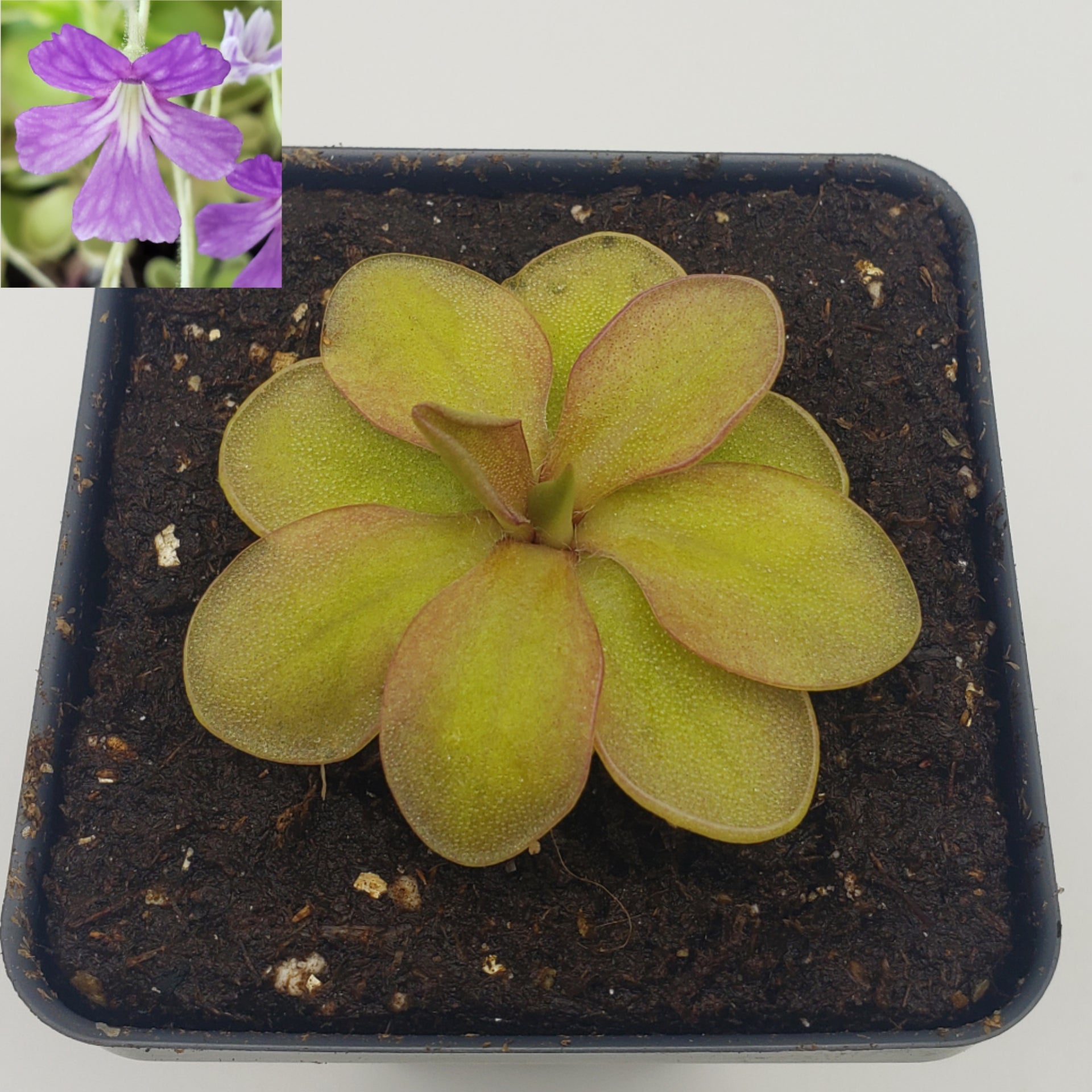 Pinguicula emarginata {red coloured and big rosette} x elizabethiae product image 1