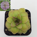 Pinguicula 'Hanka' product image 1