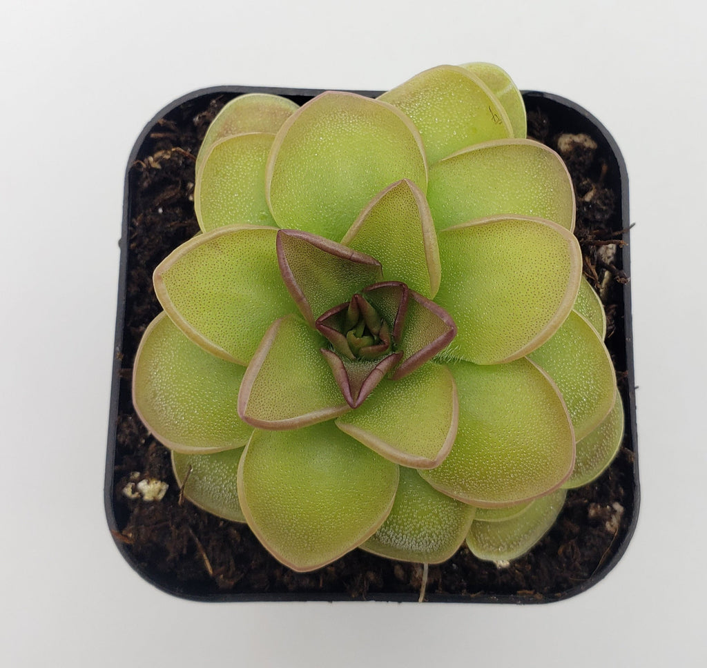 Pinguicula 'Hanka' product image 2
