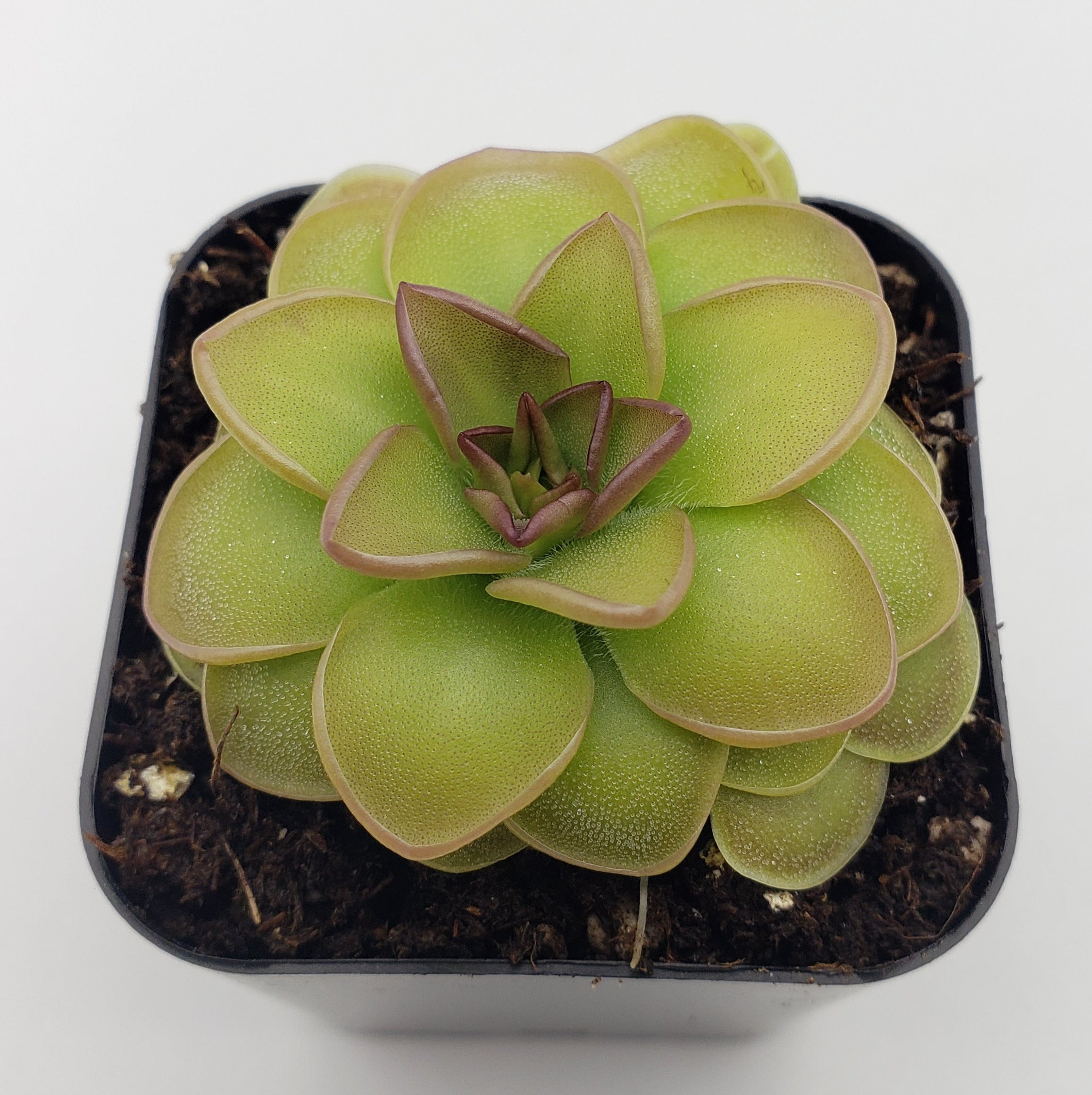 Pinguicula 'Hanka' product image 3
