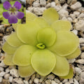 Pinguicula 'Huahuapan' x pilosa product image 1